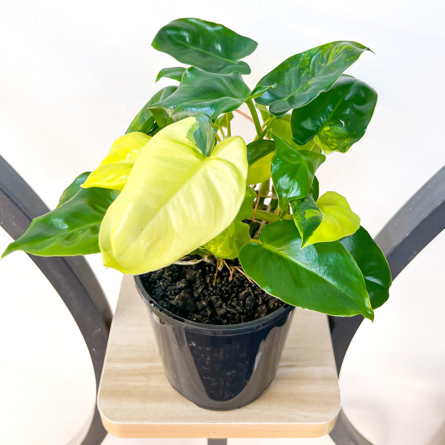 Philodendron Burle Marx Variegated | The Plant Boys