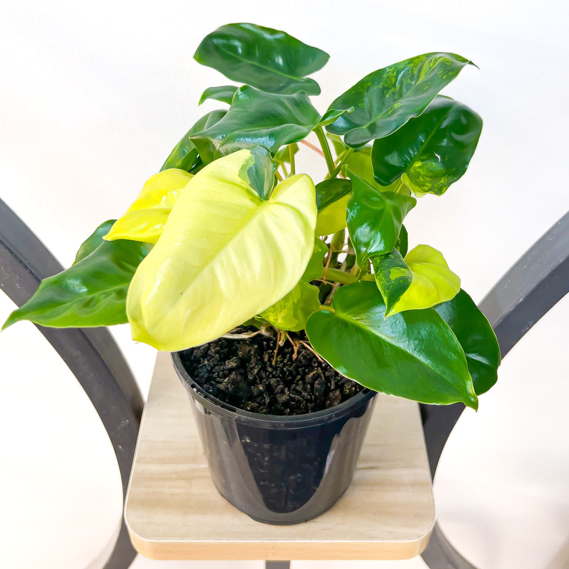 Philodendron Burle Marx Variegated | The Plant Boys
