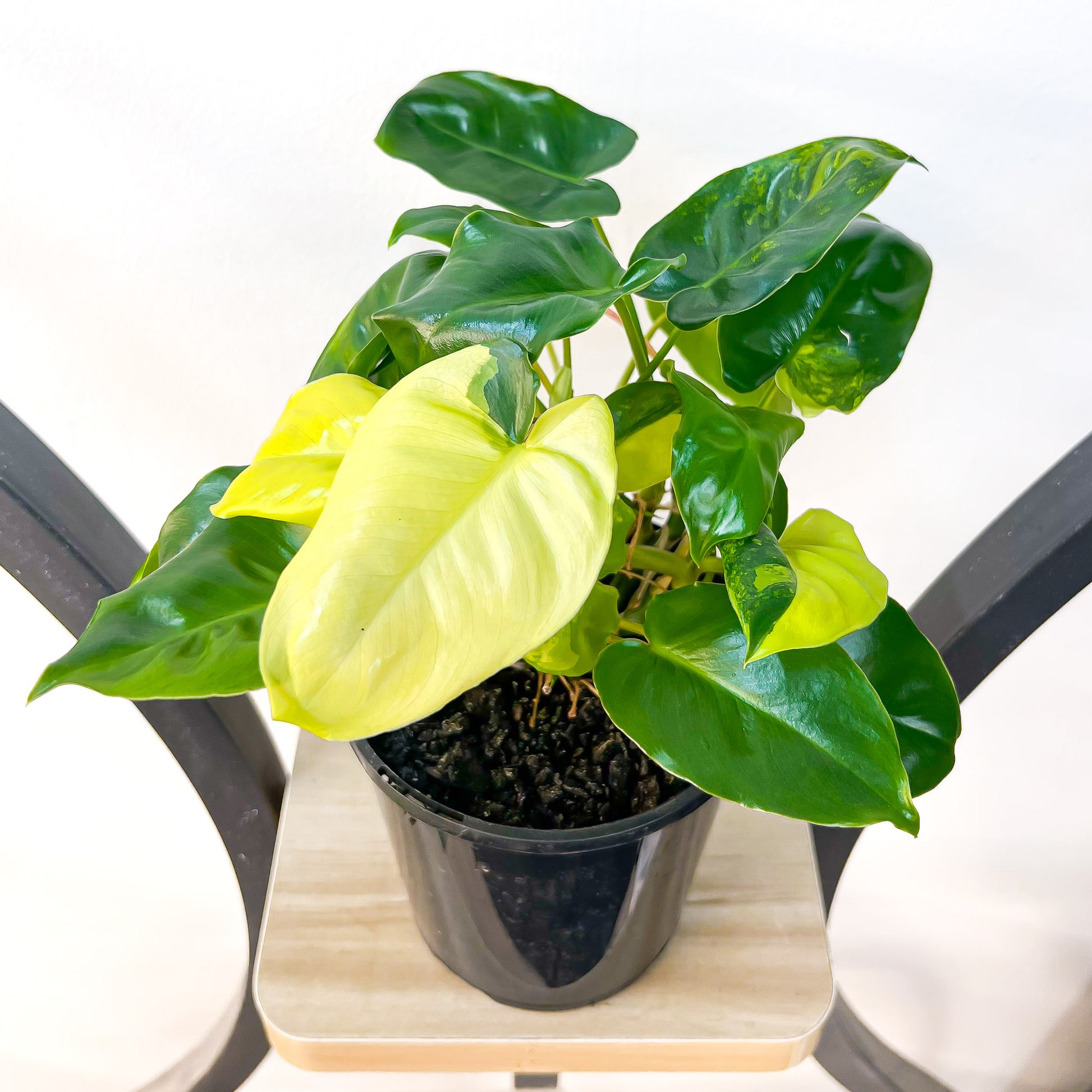 Philodendron Burle Marx Variegated | The Plant Boys