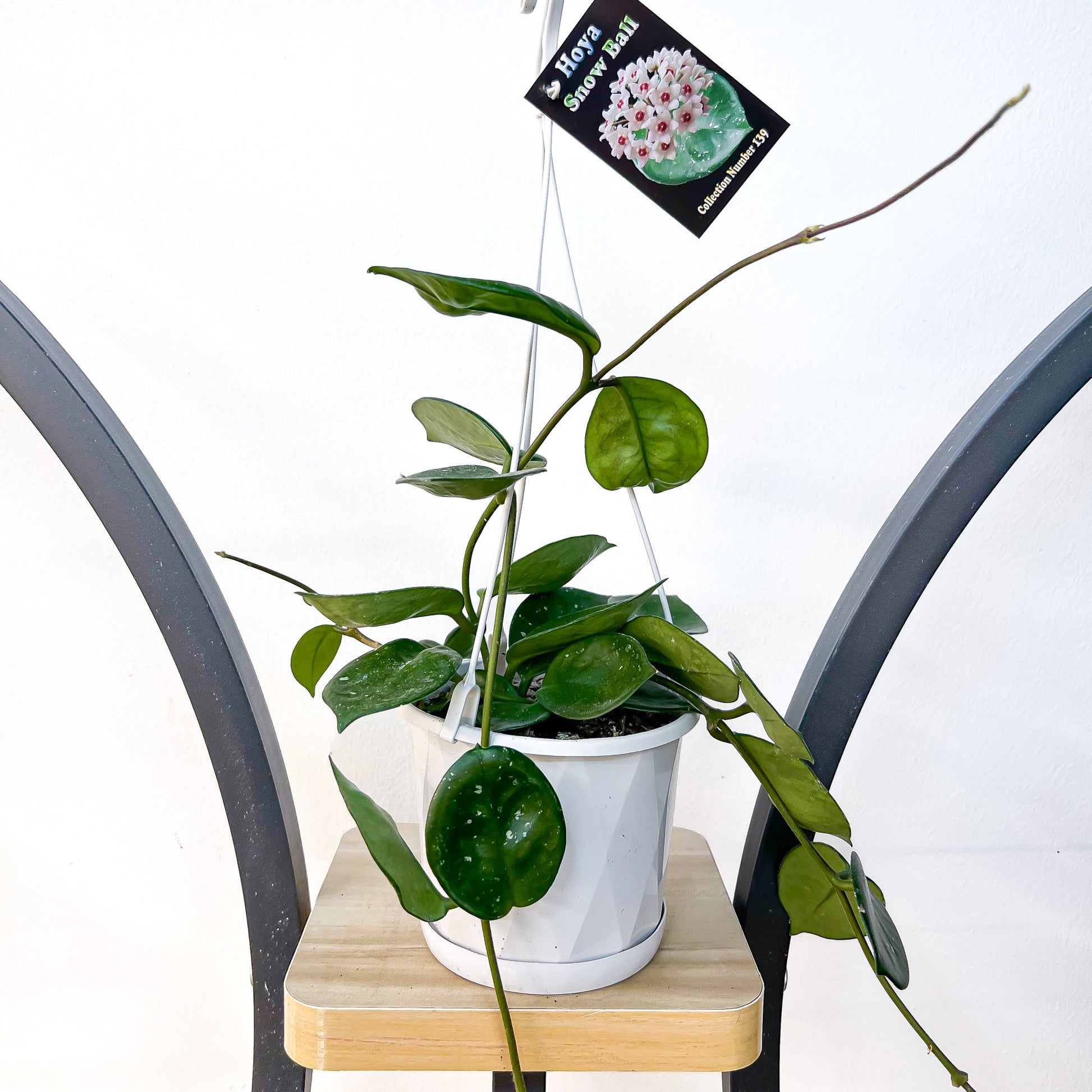 Hoya Snowball | The Plant Boys