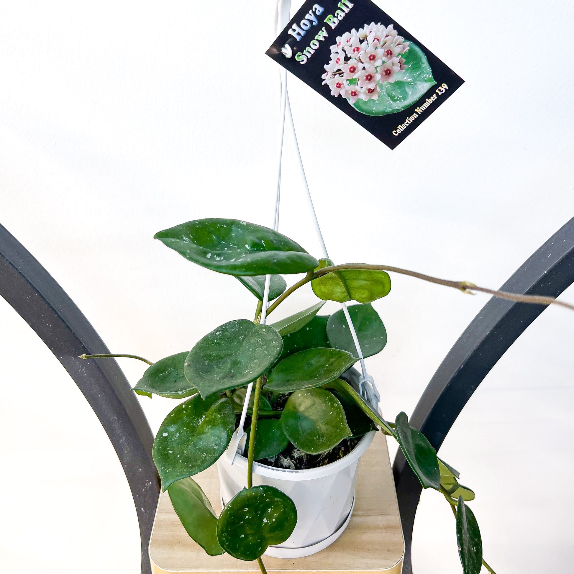 Hoya Snowball | The Plant Boys