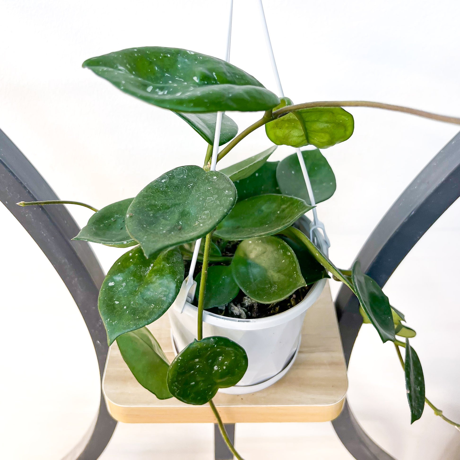 Hoya Snowball | The Plant Boys