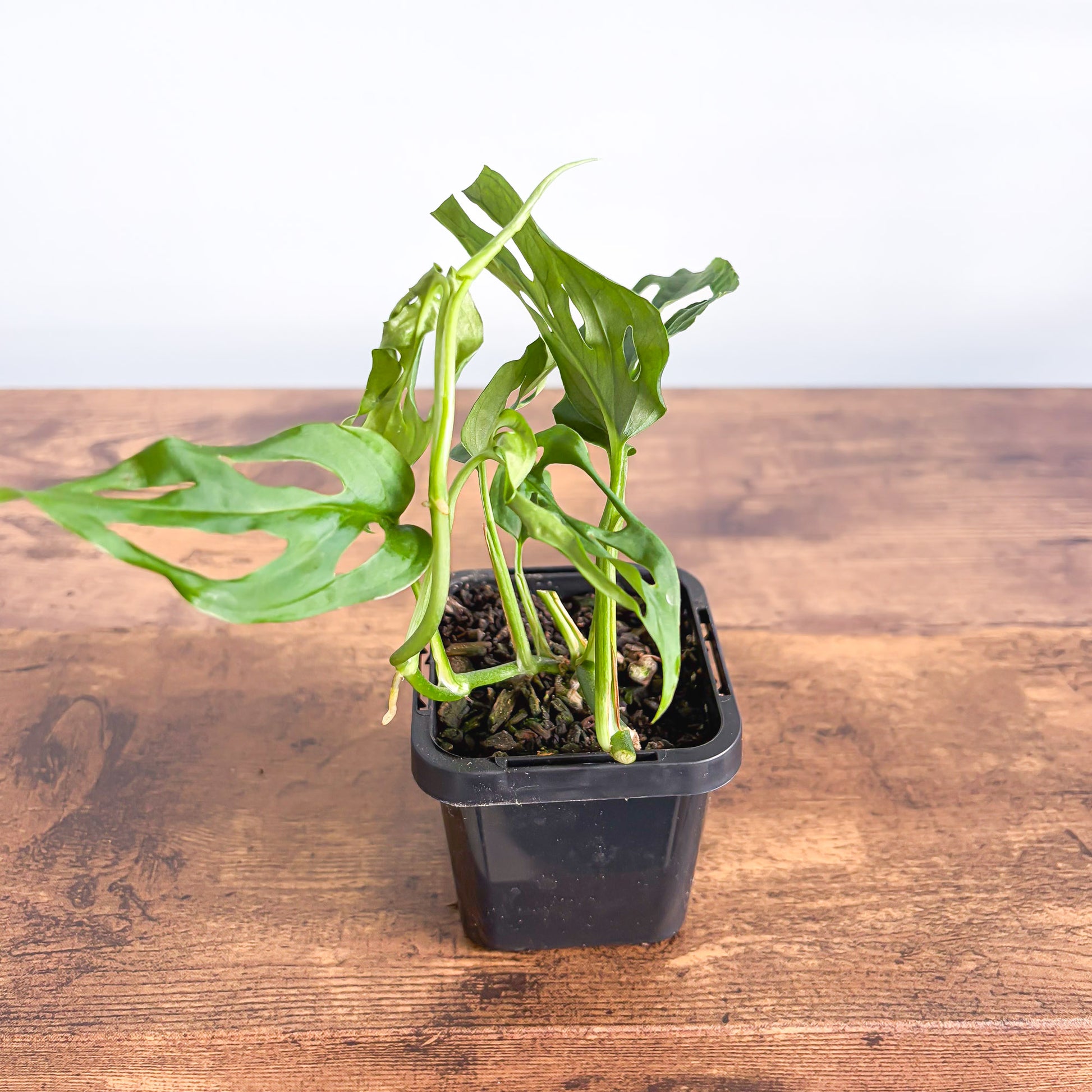 monstera adansonii syn. friedrichsthalii Monstera Friedrichsthalii – The Plant Boys