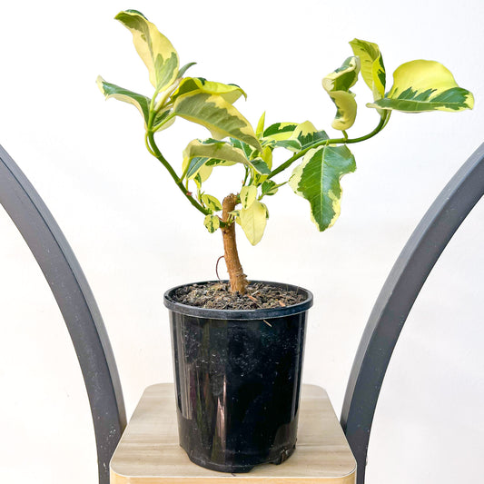 Ficus Rubiginosa Variegata | The Plant Boys