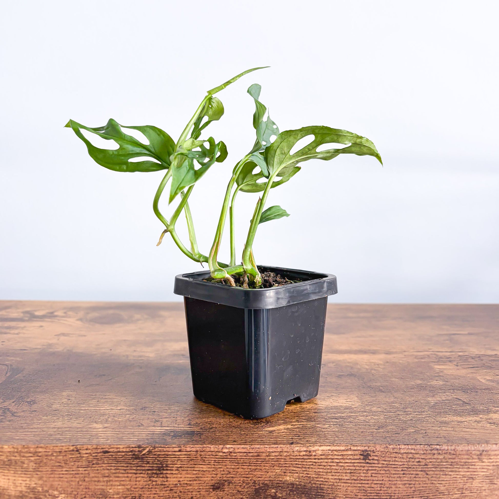 Monstera Friedrichsthalii | The Plant Boys