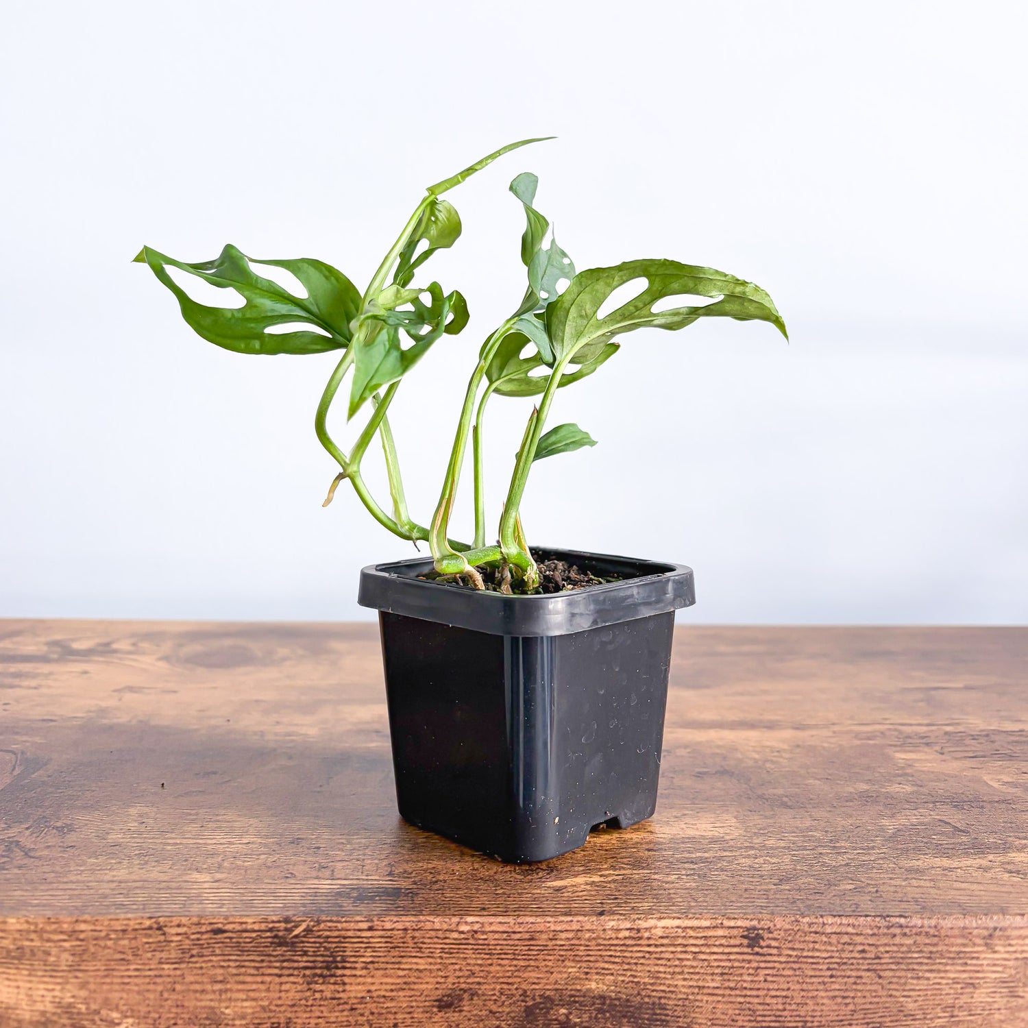 monstera adansonii syn. friedrichsthalii Monstera Friedrichsthalii – The Plant Boys