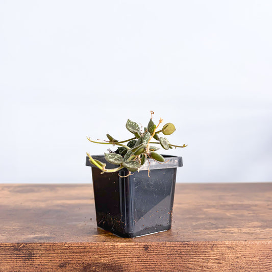 Hoya Curtisii | The Plant Boys