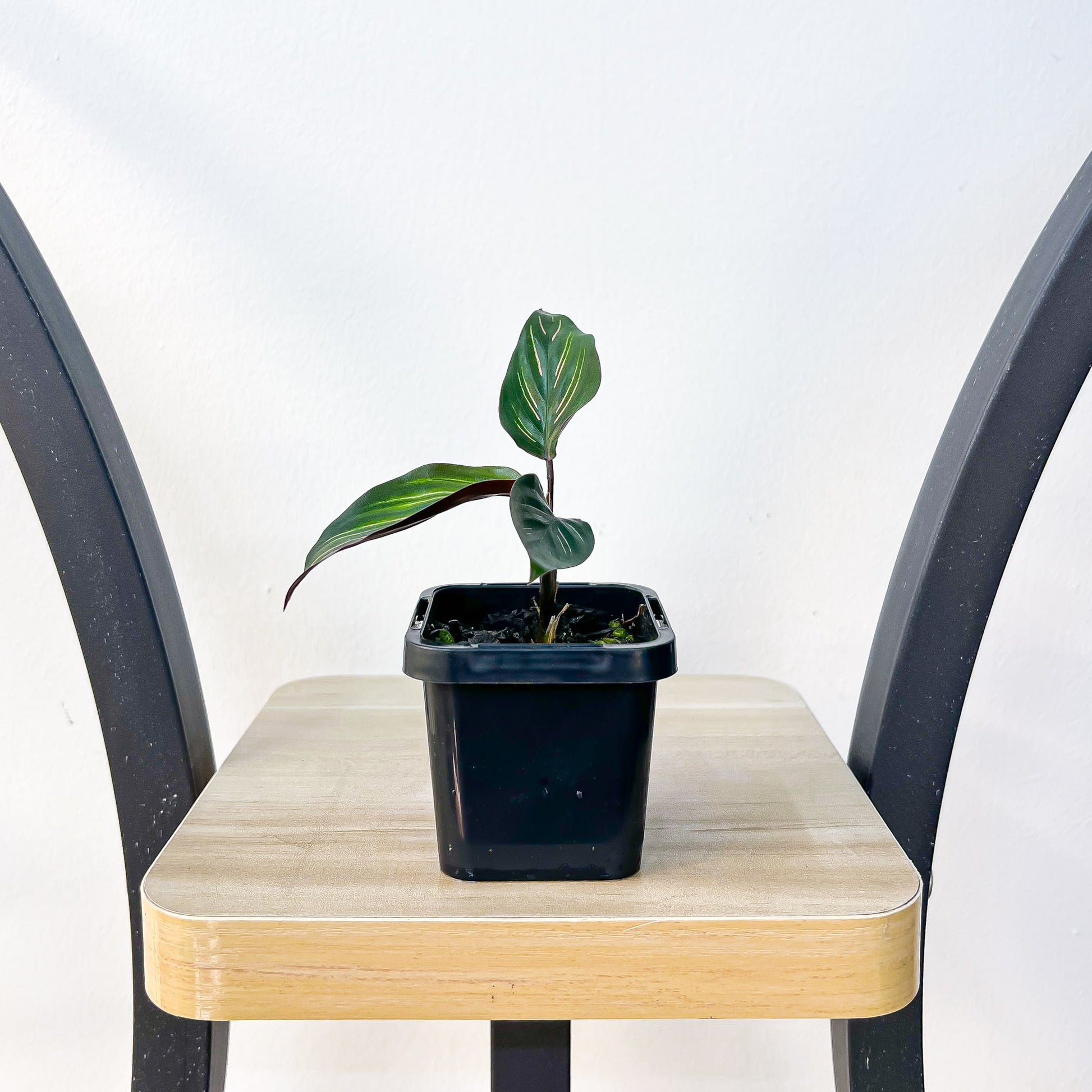 Calathea Beauty Star | The Plant Boys