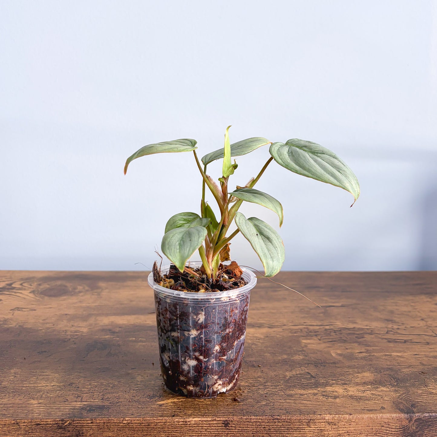 philodendron sodiroi pflege Philodendron Sodiroi – The Plant Boys
