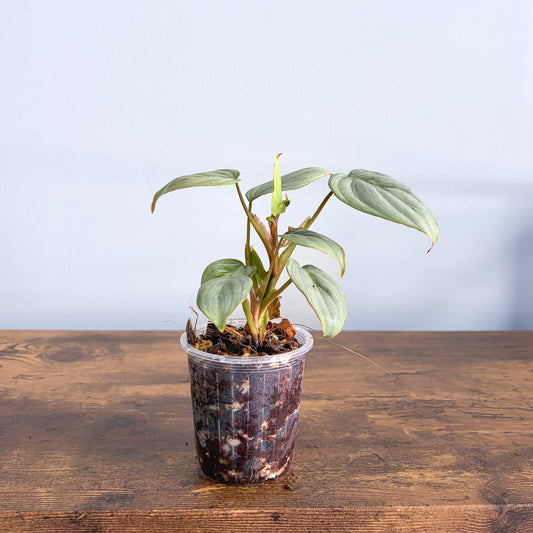 Philodendron Sodiroi | The Plant Boys