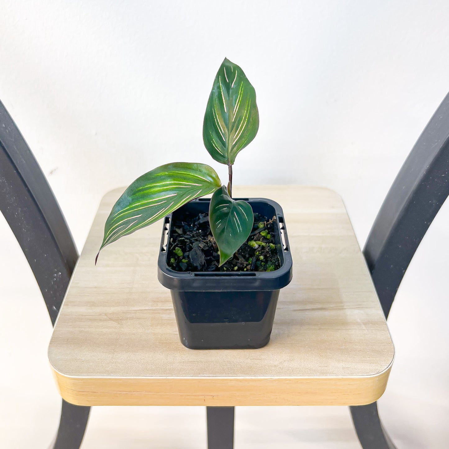 Calathea Beauty Star | The Plant Boys