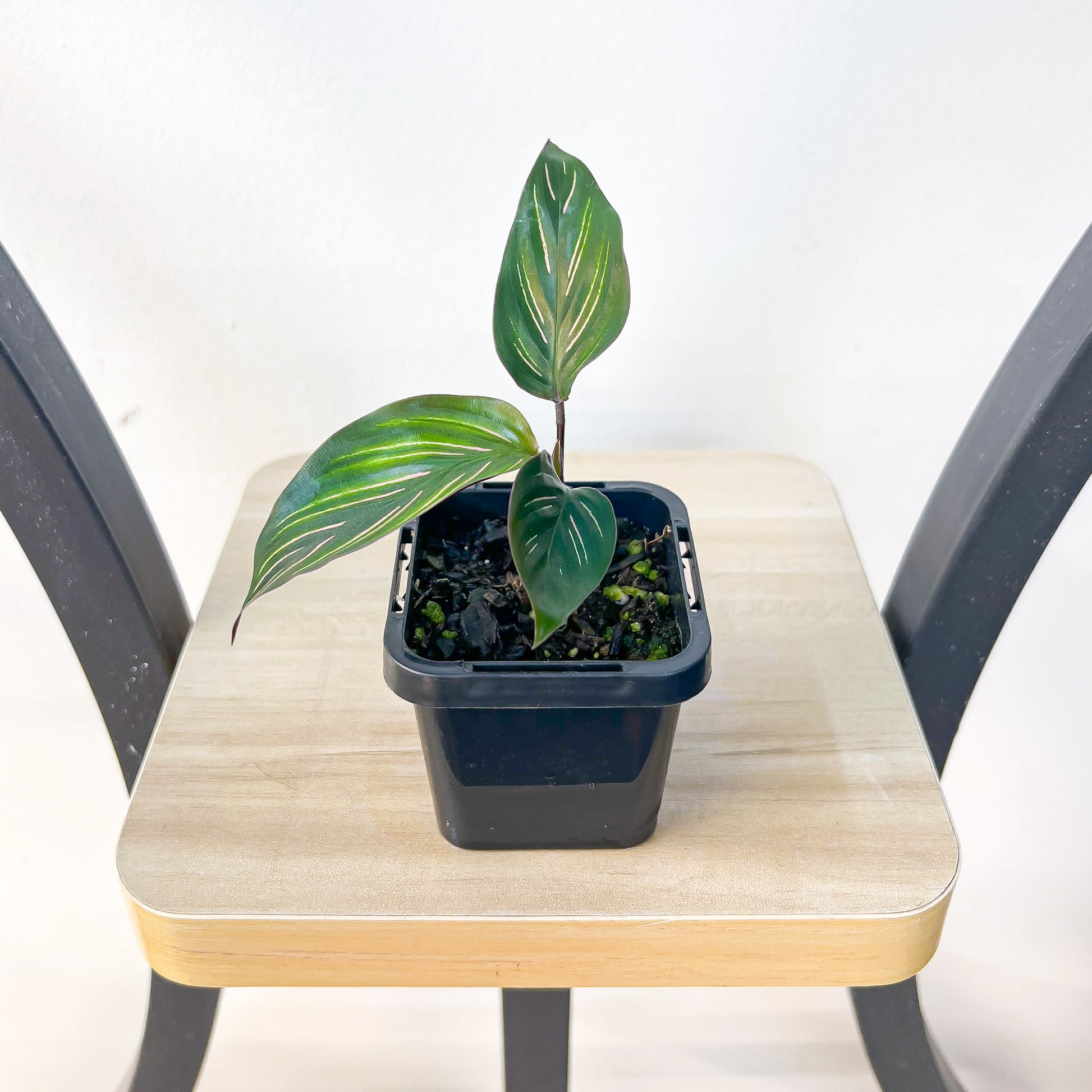 Calathea Beauty Star | The Plant Boys