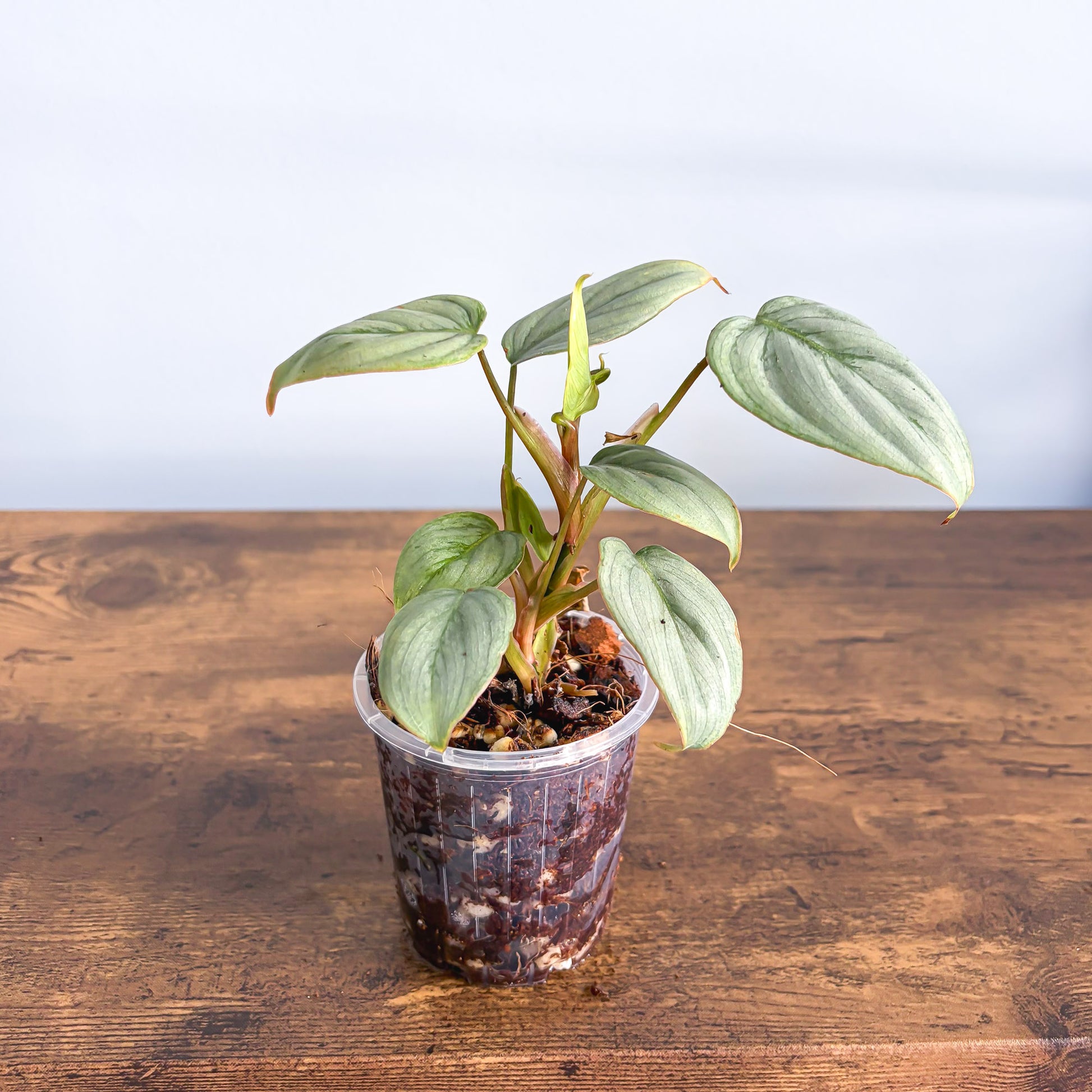 Philodendron Sodiroi | The Plant Boys