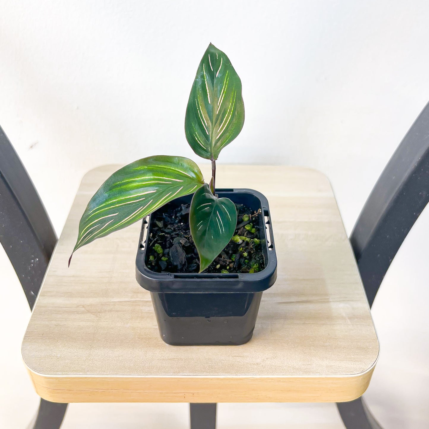 Calathea Beauty Star | The Plant Boys