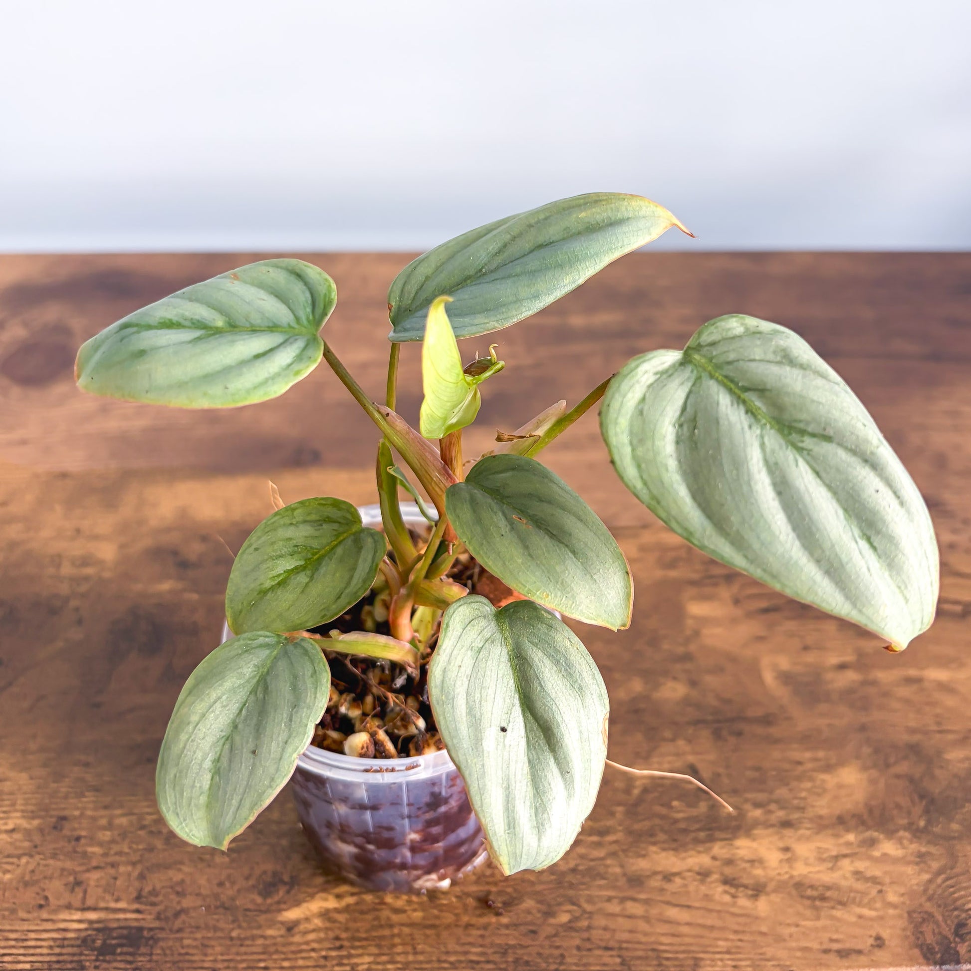 Philodendron Sodiroi – The Plant Boys