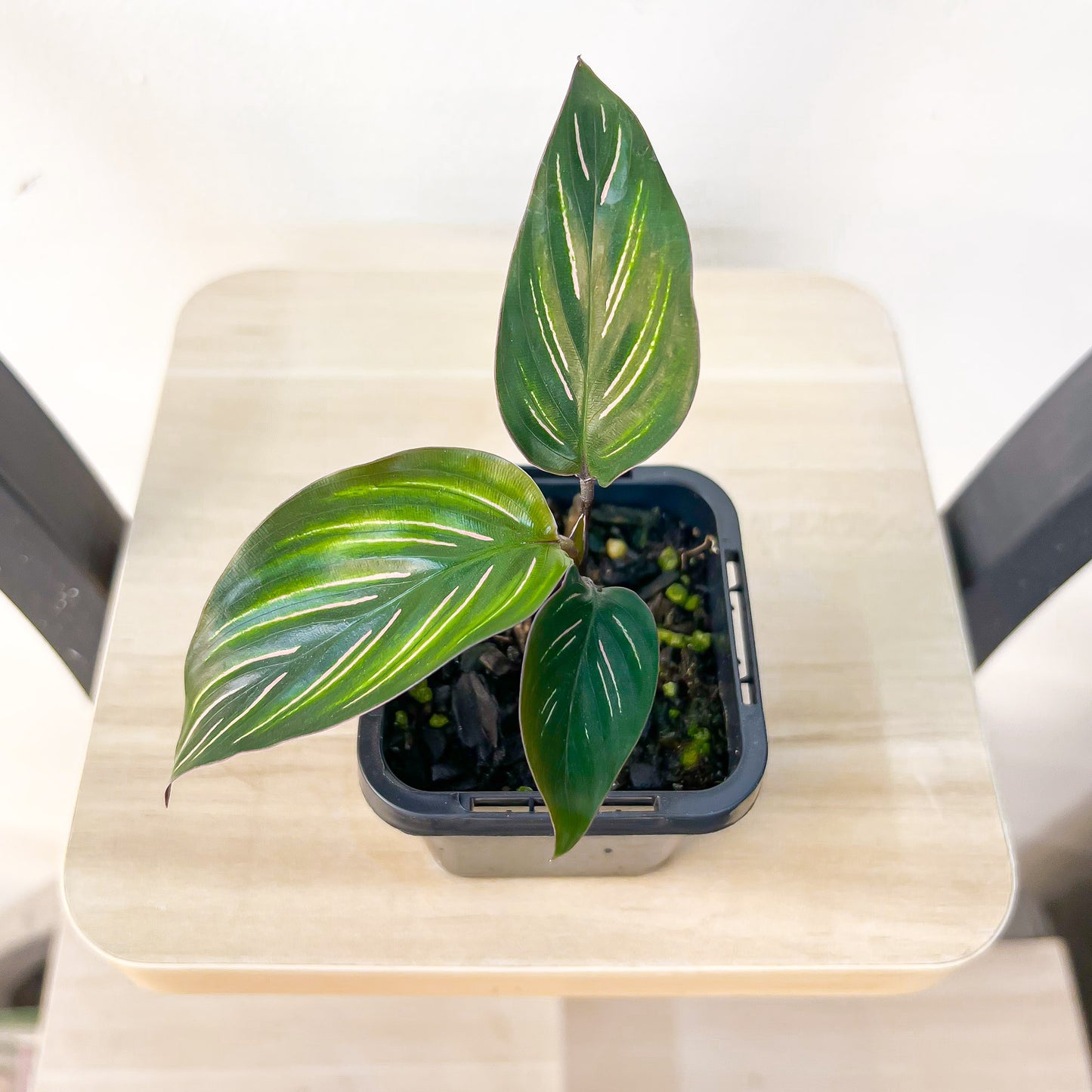 Calathea Beauty Star | The Plant Boys