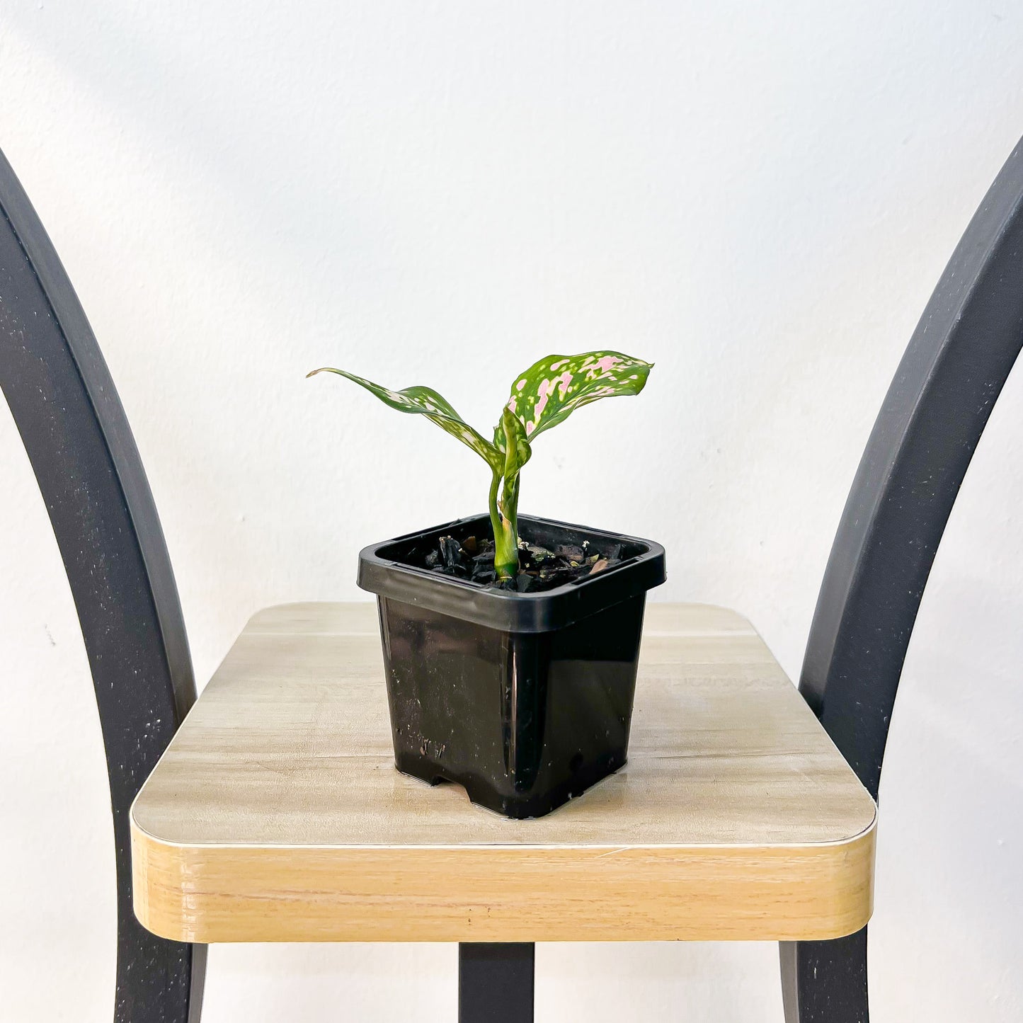 Aglaonema Lady Valentine | The Plant Boys