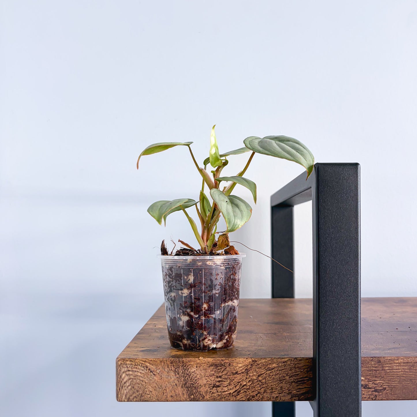 Philodendron Sodiroi | The Plant Boys