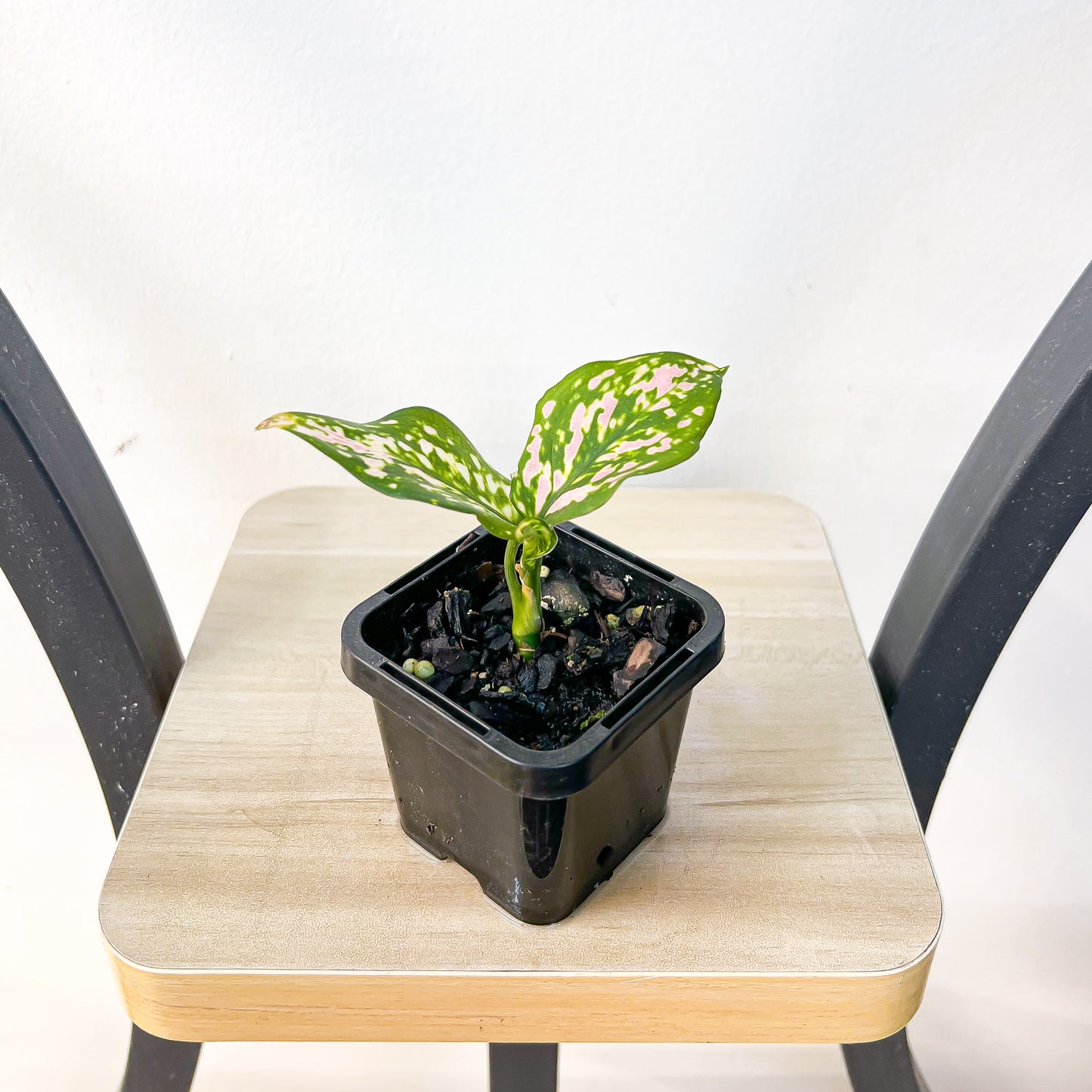 Aglaonema Lady Valentine | The Plant Boys