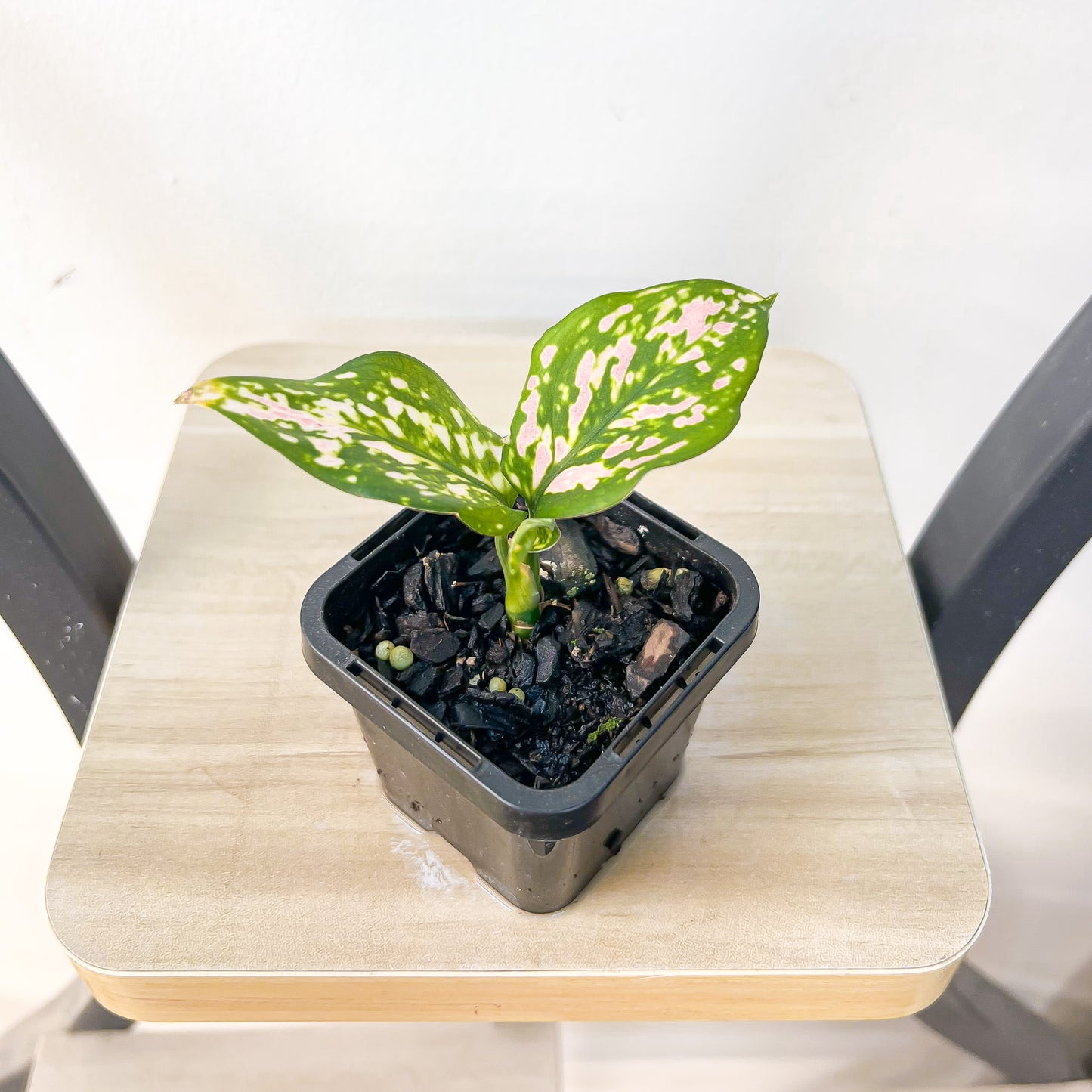 Aglaonema Lady Valentine | The Plant Boys