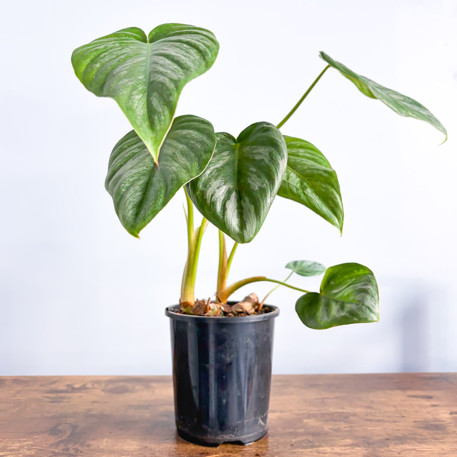 Philodendron Pastazanum Silver | The Plant Boys