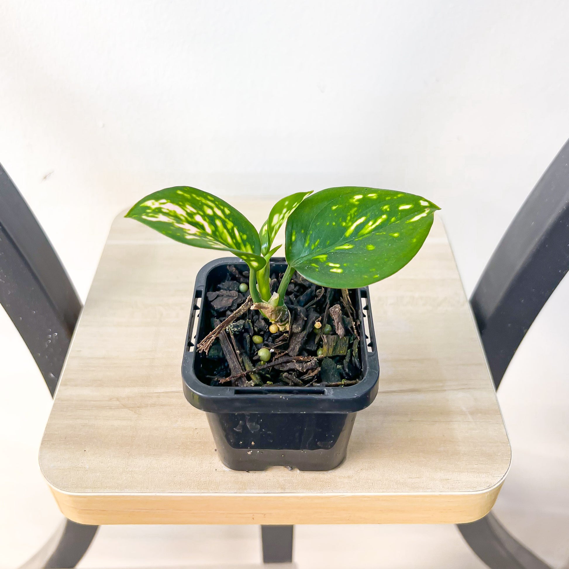 Aglaonema Lady Valentine | The Plant Boys