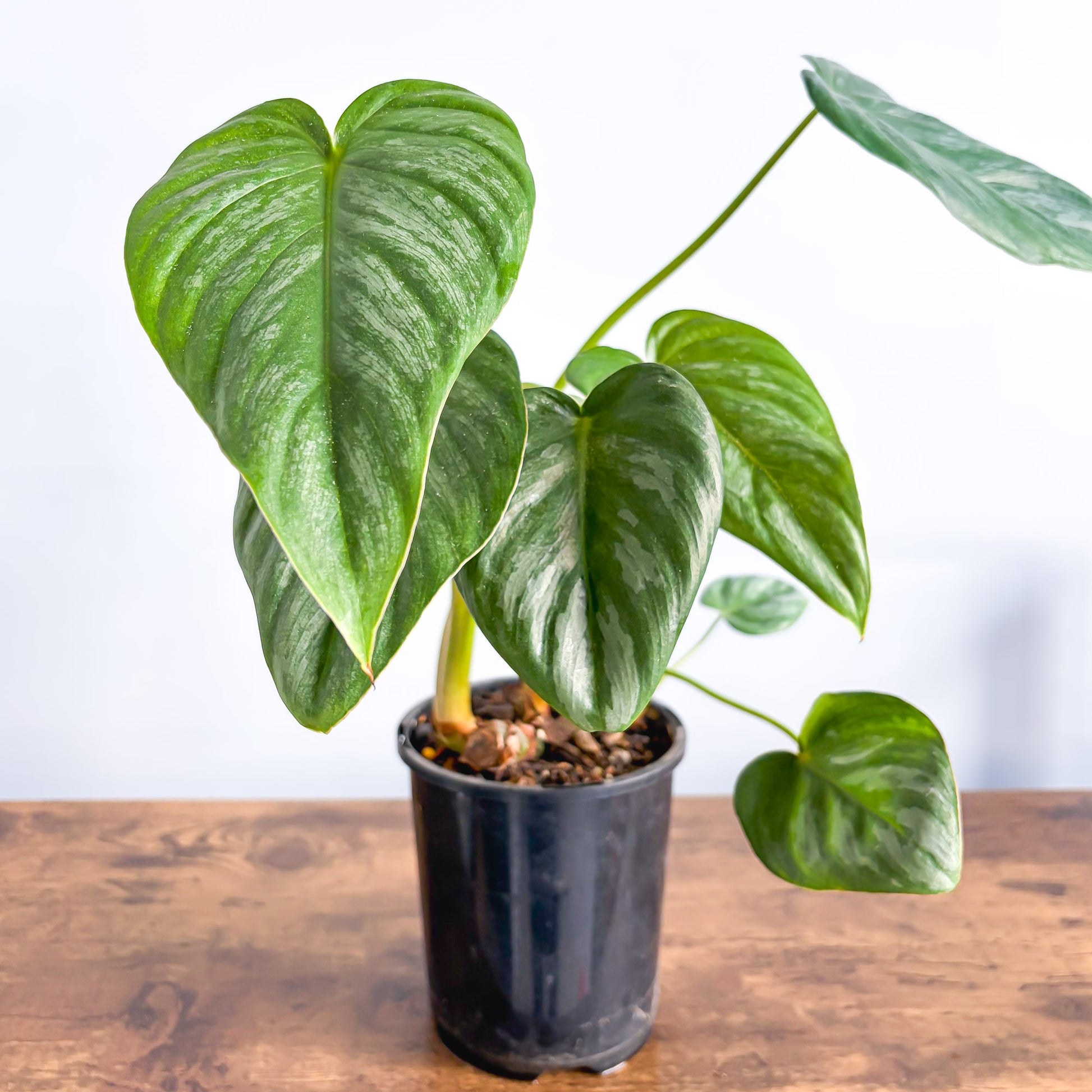 Philodendron Pastazanum Silver | The Plant Boys