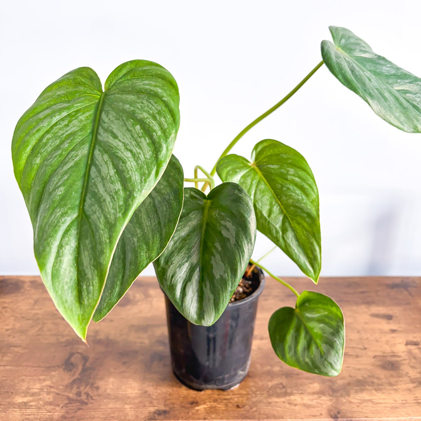 Philodendron Pastazanum Silver | The Plant Boys