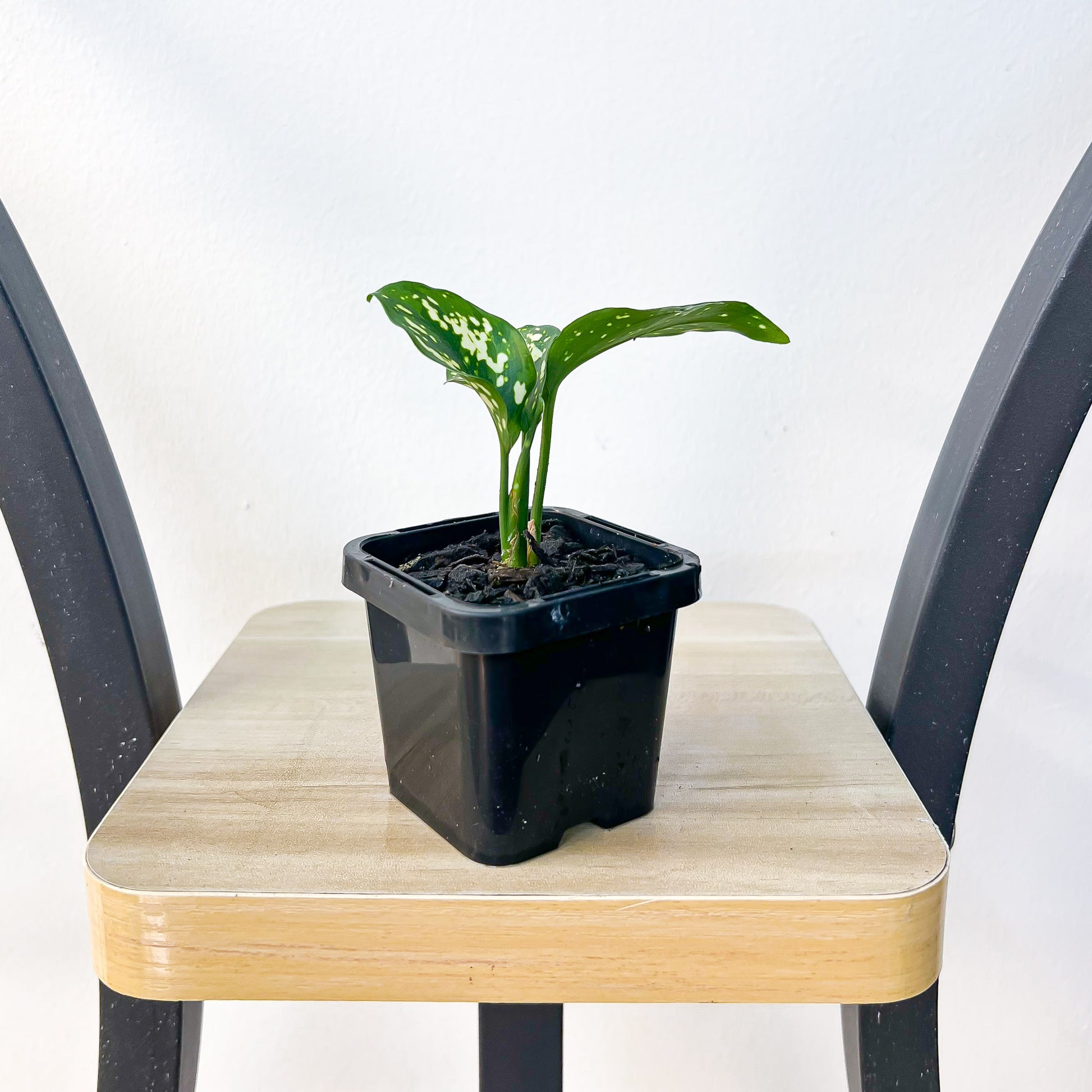 Aglaonema Thai Snowflake | The Plant Boys