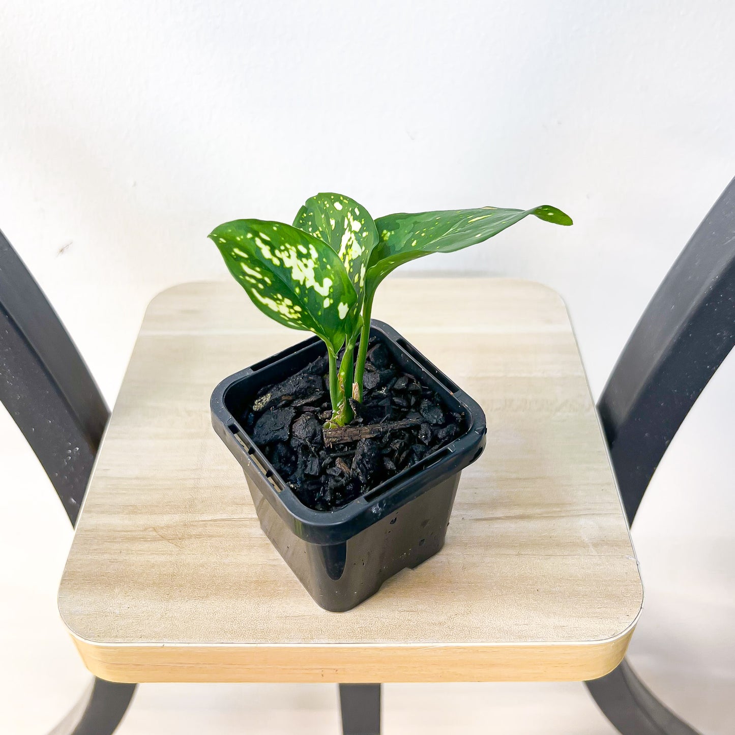 Aglaonema Thai Snowflake | The Plant Boys