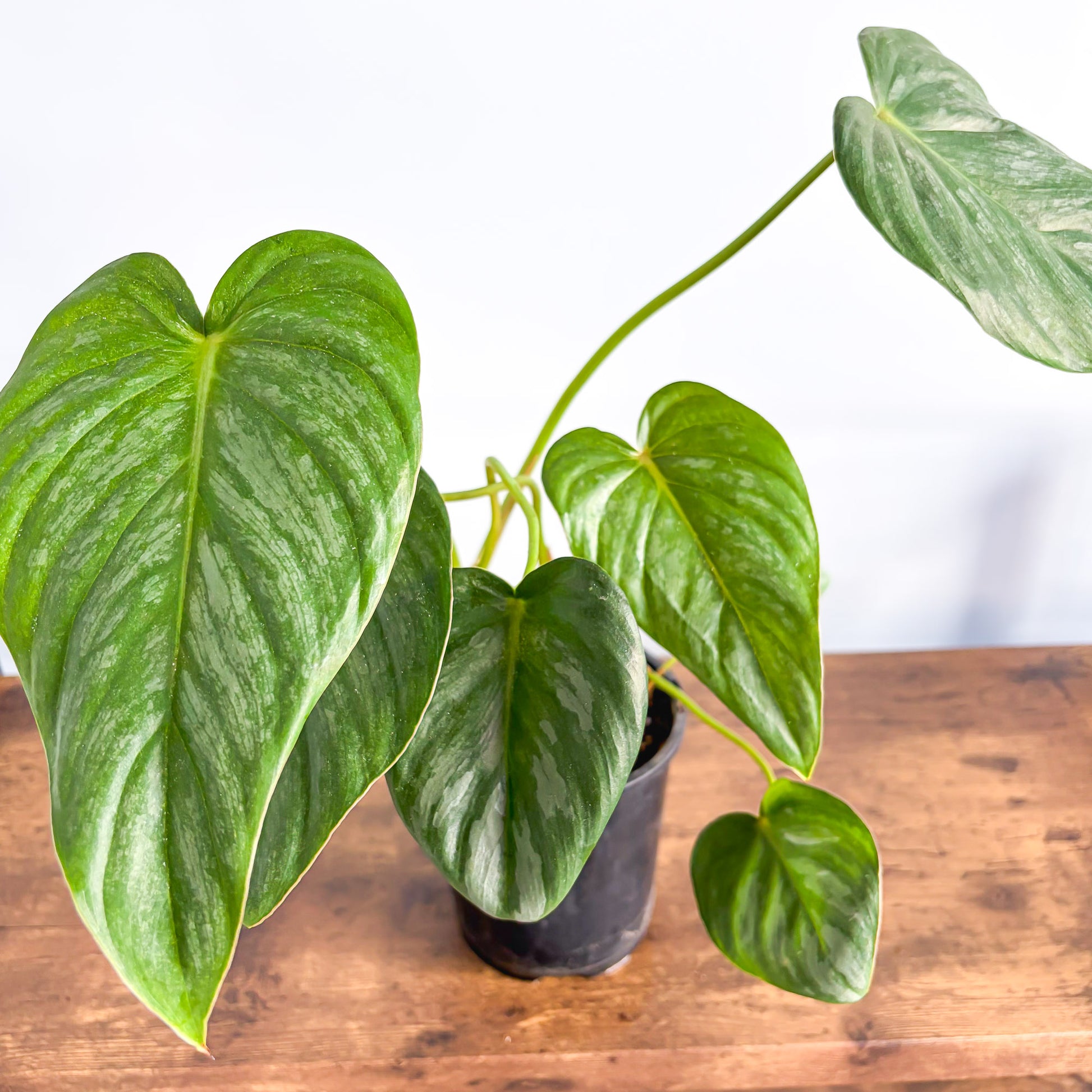 Philodendron Pastazanum Silver | The Plant Boys