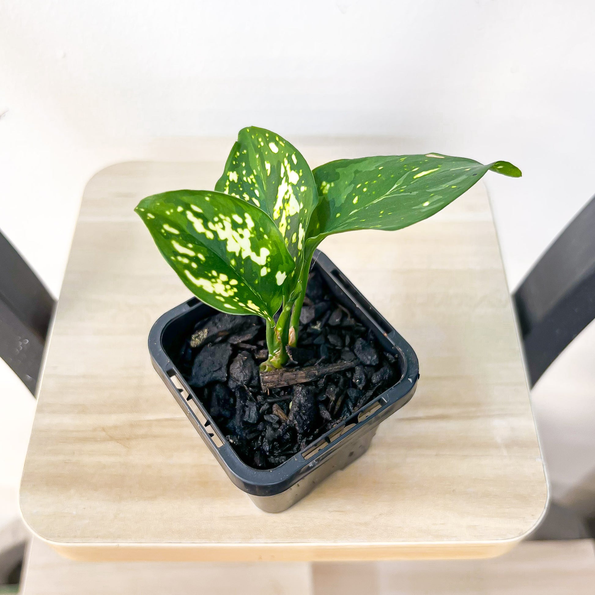 Aglaonema Thai Snowflake | The Plant Boys