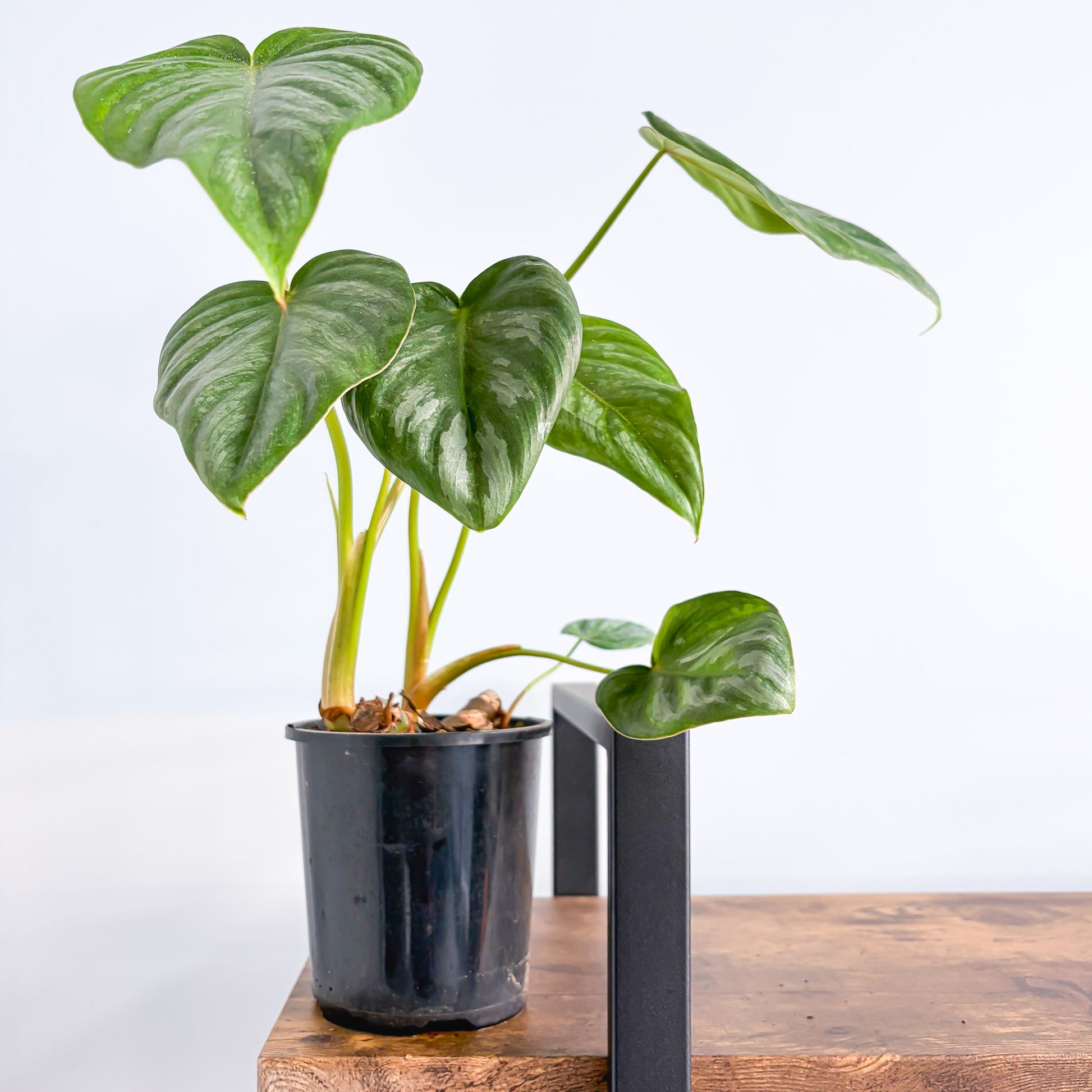 Philodendron Pastazanum Silver | The Plant Boys