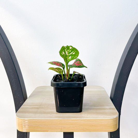 Aglaonema Auspicious Red | The Plant Boys