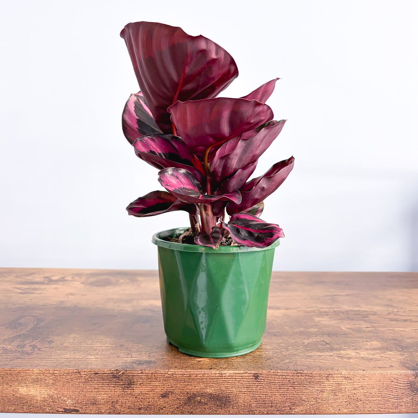 Calathea Red Mojo | The Plant Boys