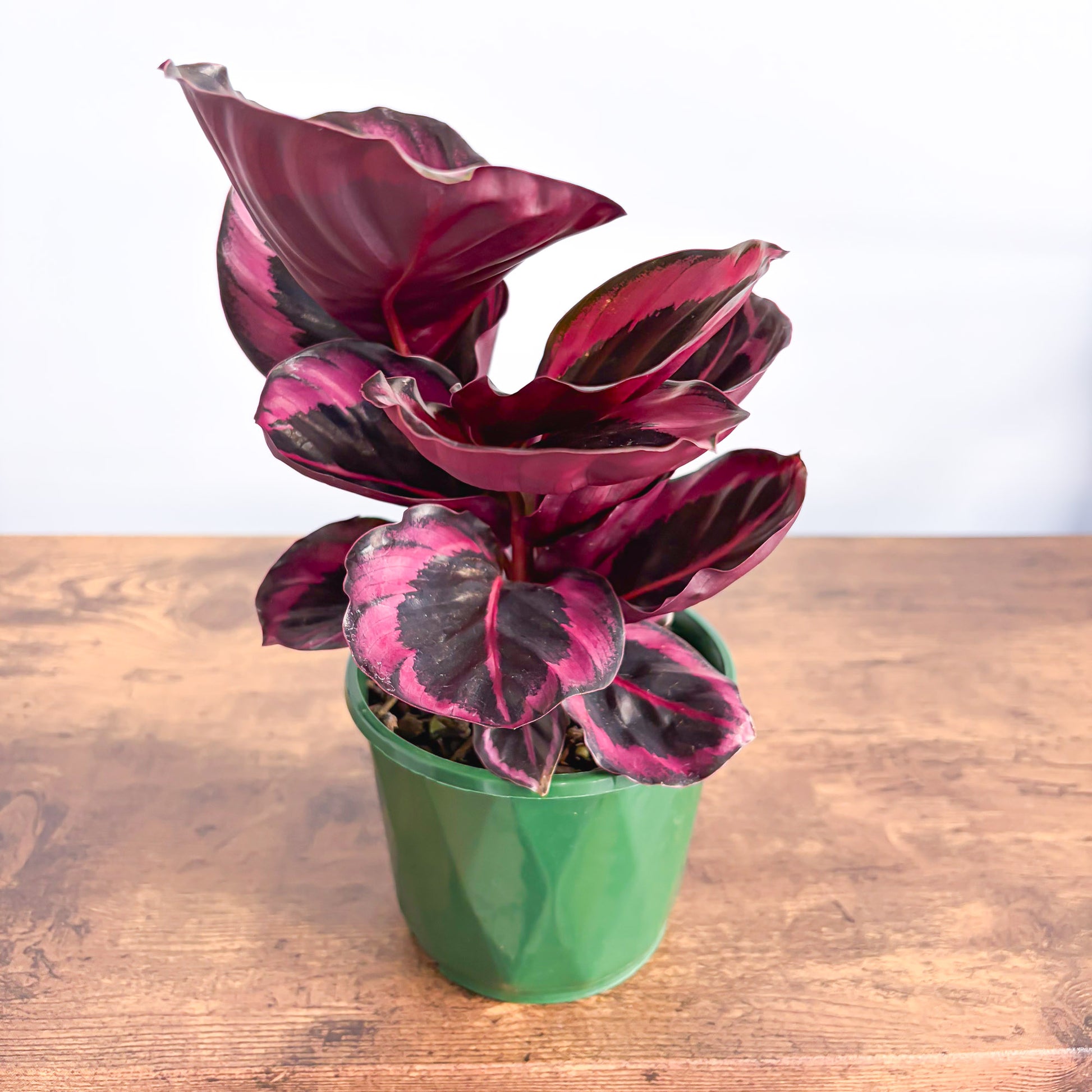 Calathea Red Mojo | The Plant Boys