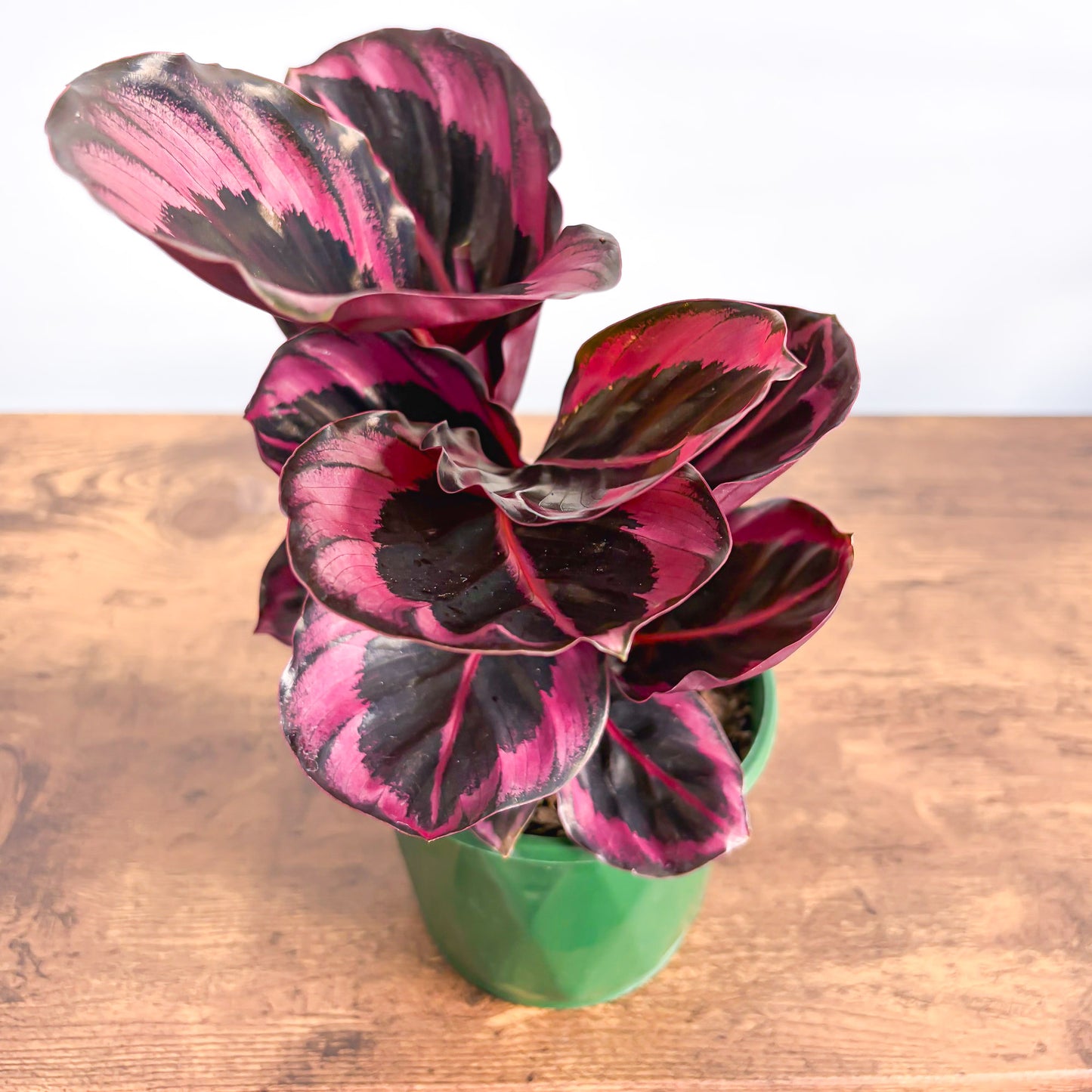 Calathea Red Mojo | The Plant Boys