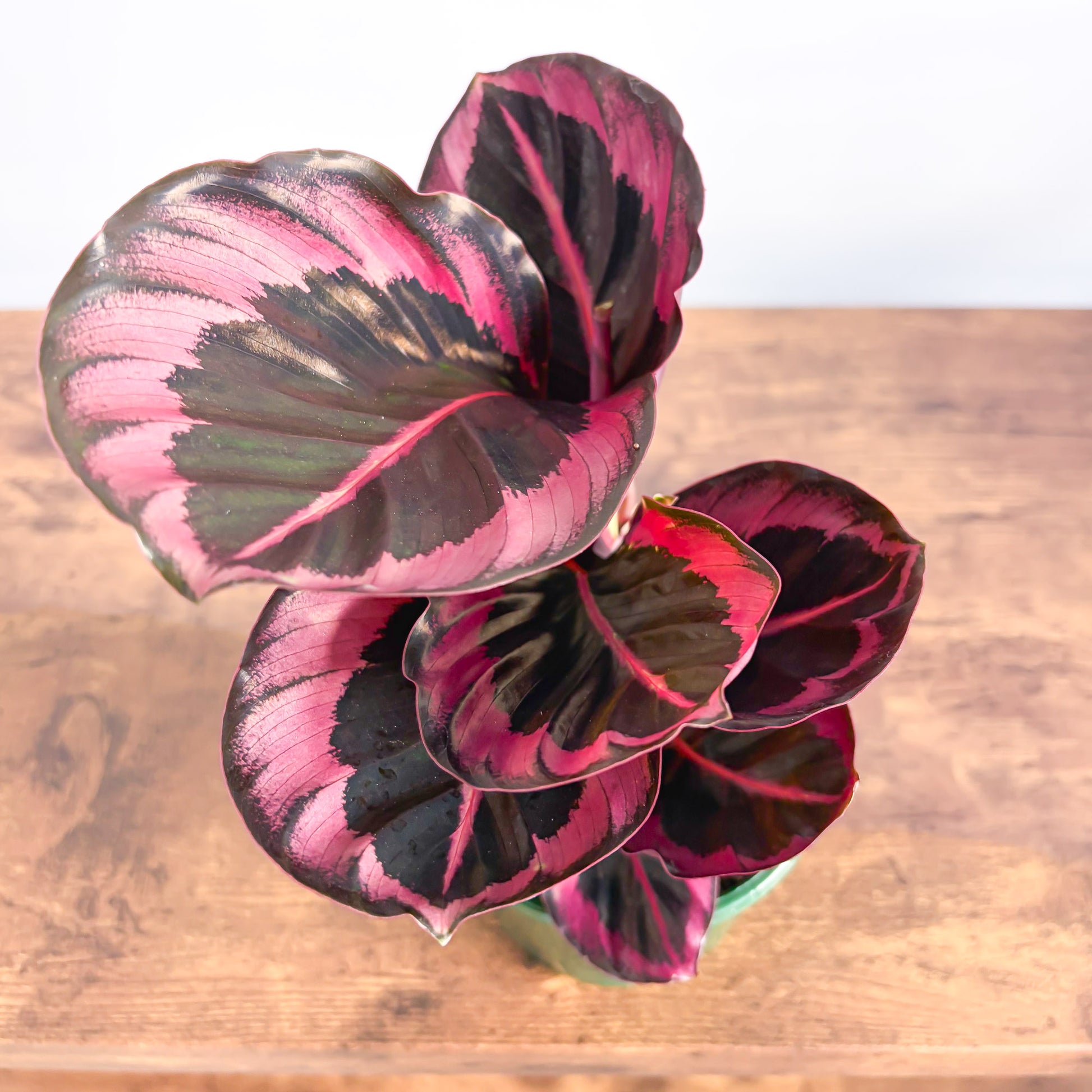 Calathea Red Mojo | The Plant Boys