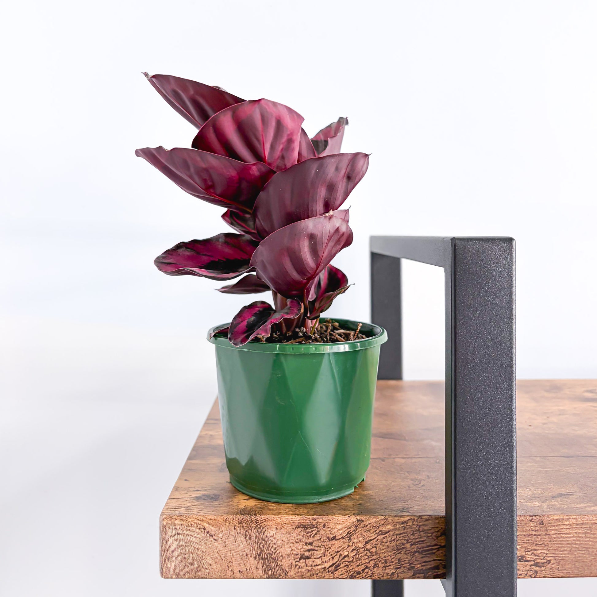 Calathea Red Mojo | The Plant Boys