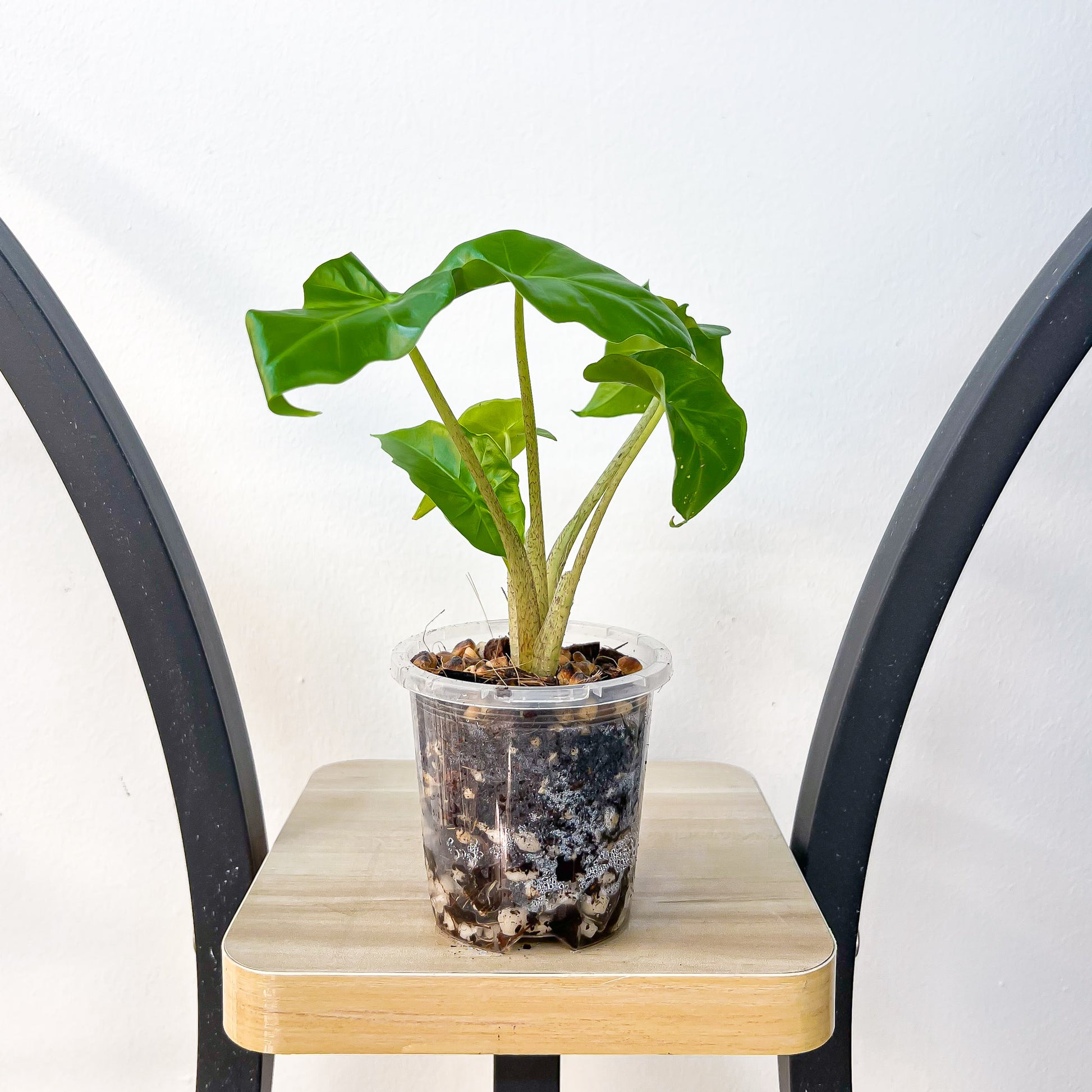 Alocasia Portora | The Plant Boys