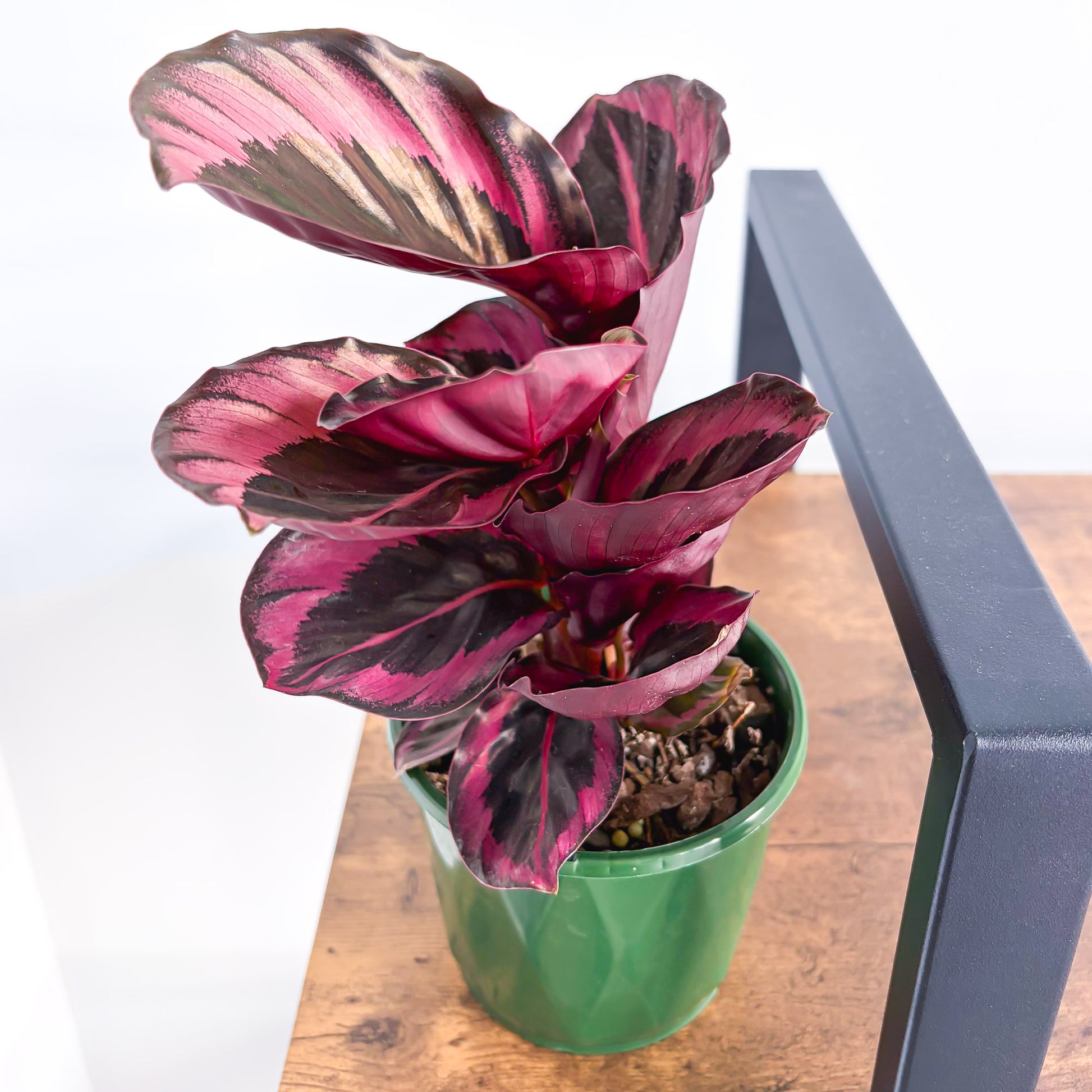 Calathea Red Mojo | The Plant Boys