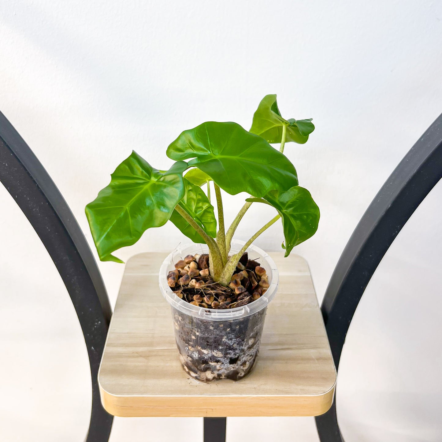 Alocasia Portora | The Plant Boys
