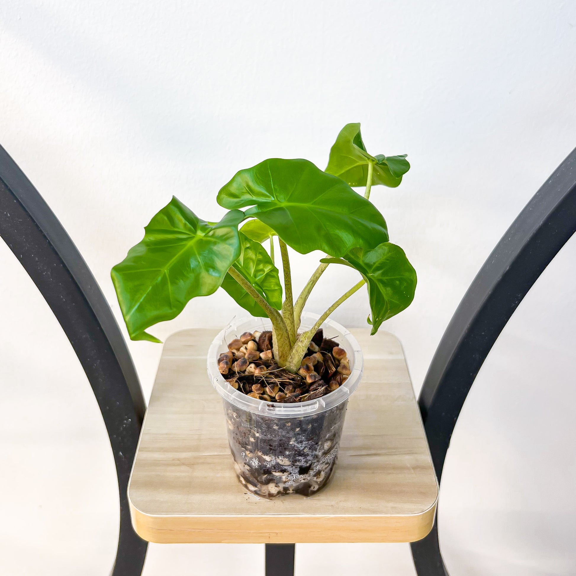 Alocasia Portora | The Plant Boys