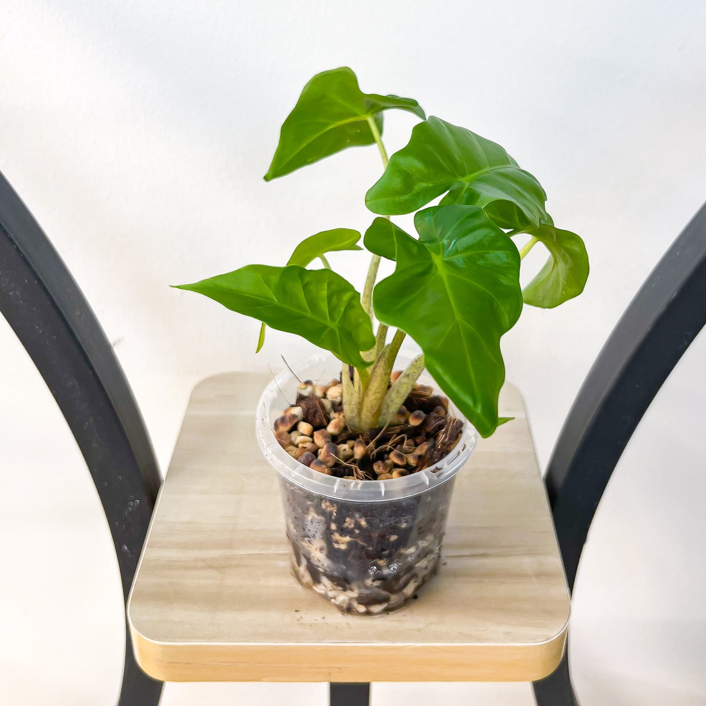 Alocasia Portora | The Plant Boys