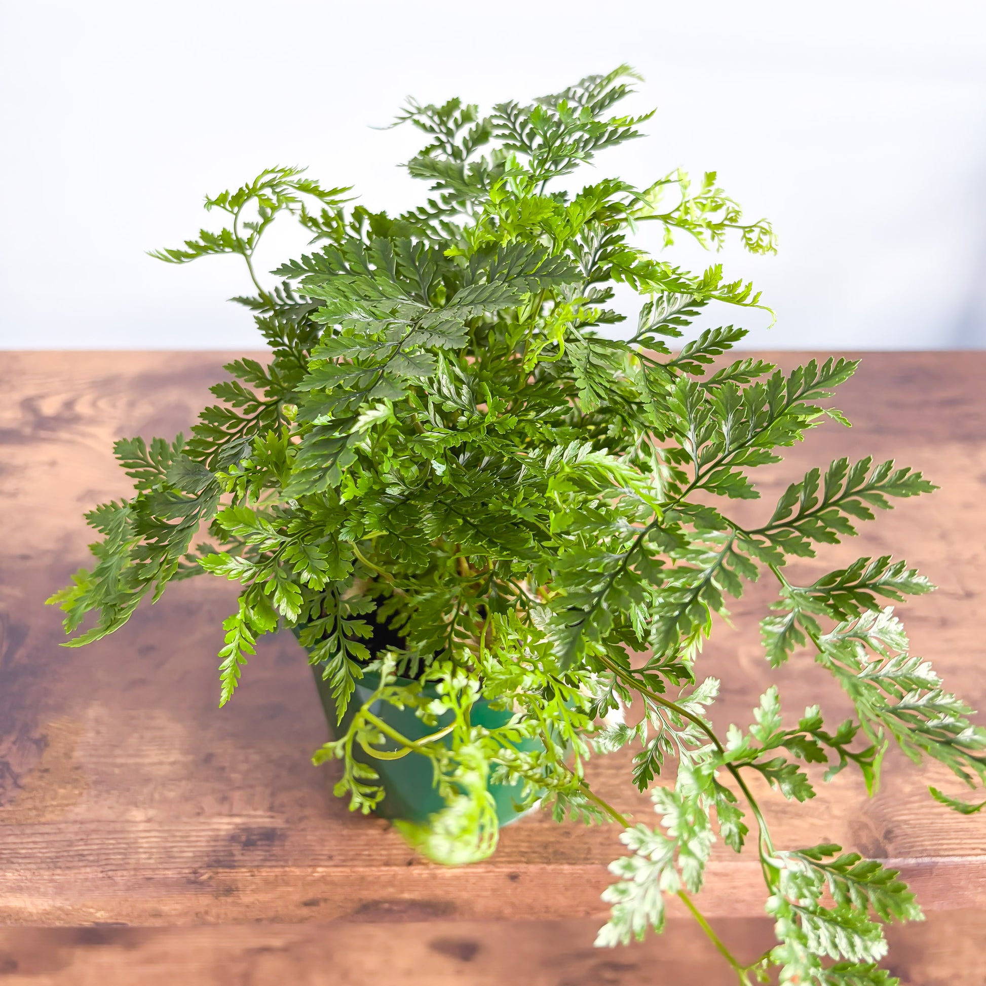 Humata White Rabbit’s Foot Fern | The Plant Boys