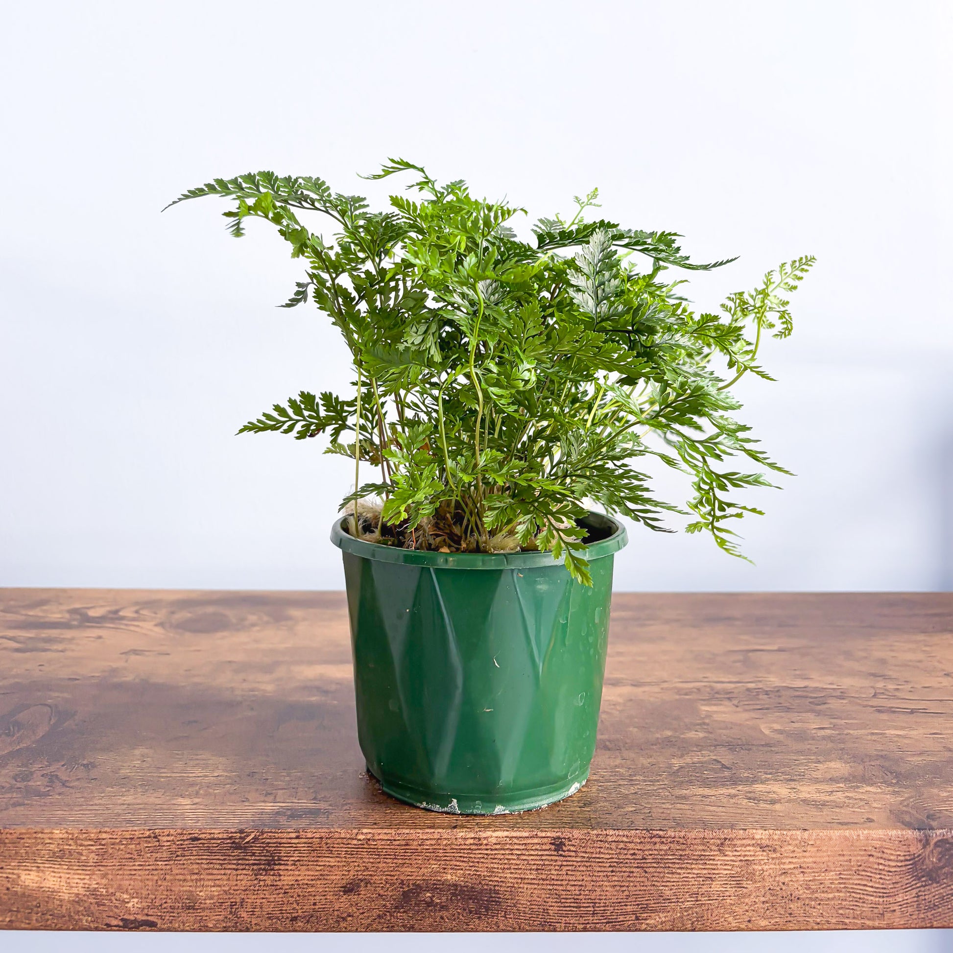 Humata White Rabbit’s Foot Fern | The Plant Boys