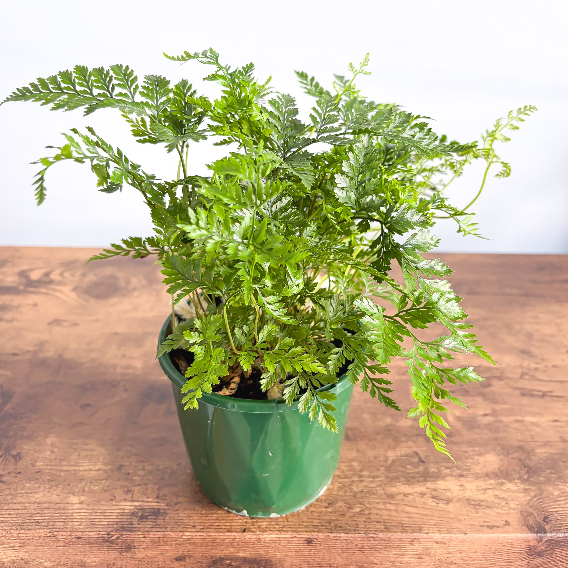 Humata White Rabbit’s Foot Fern | The Plant Boys