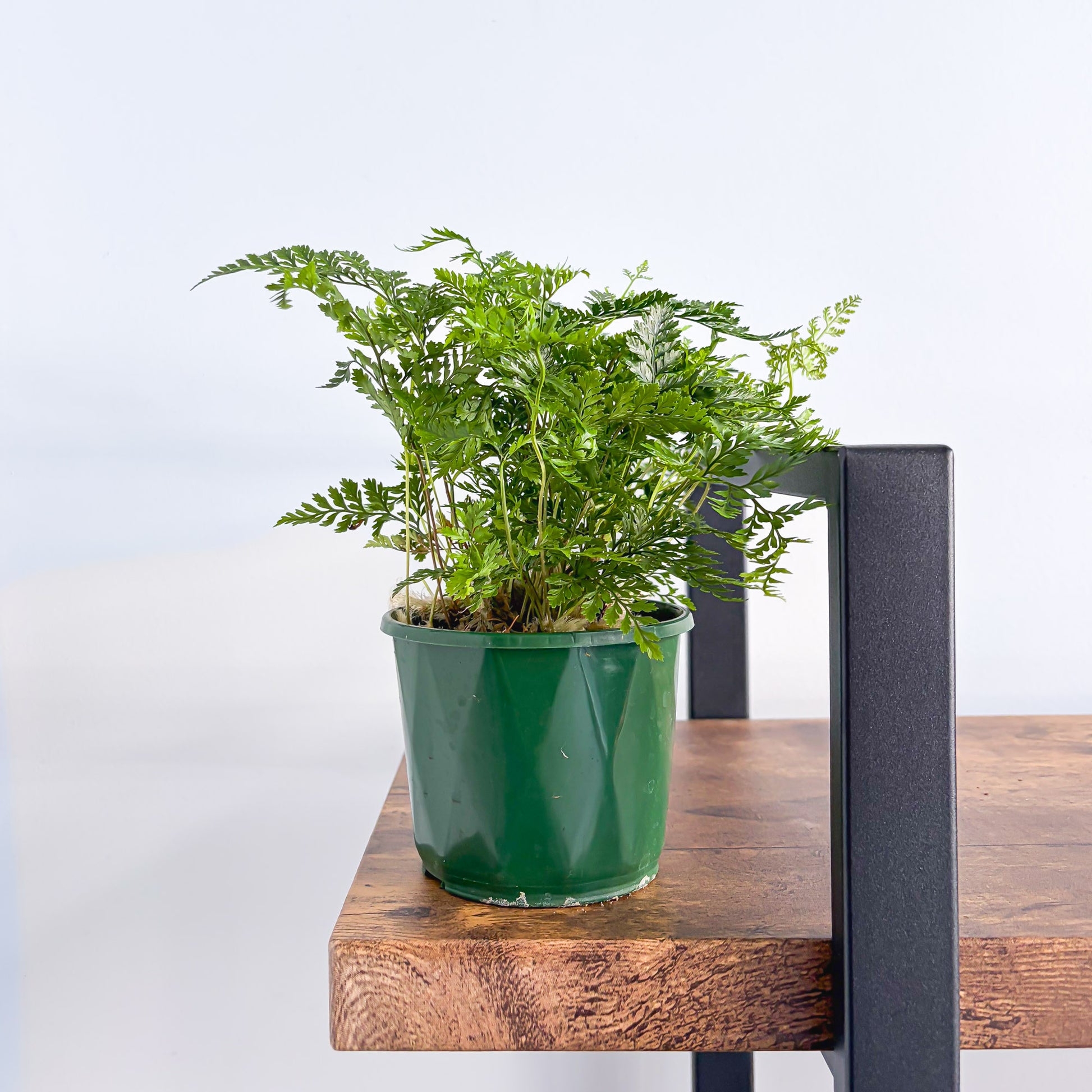 Humata White Rabbit’s Foot Fern | The Plant Boys