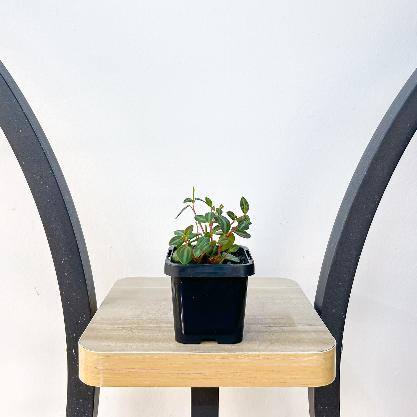 Peperomia Xanadu | The Plant Boys