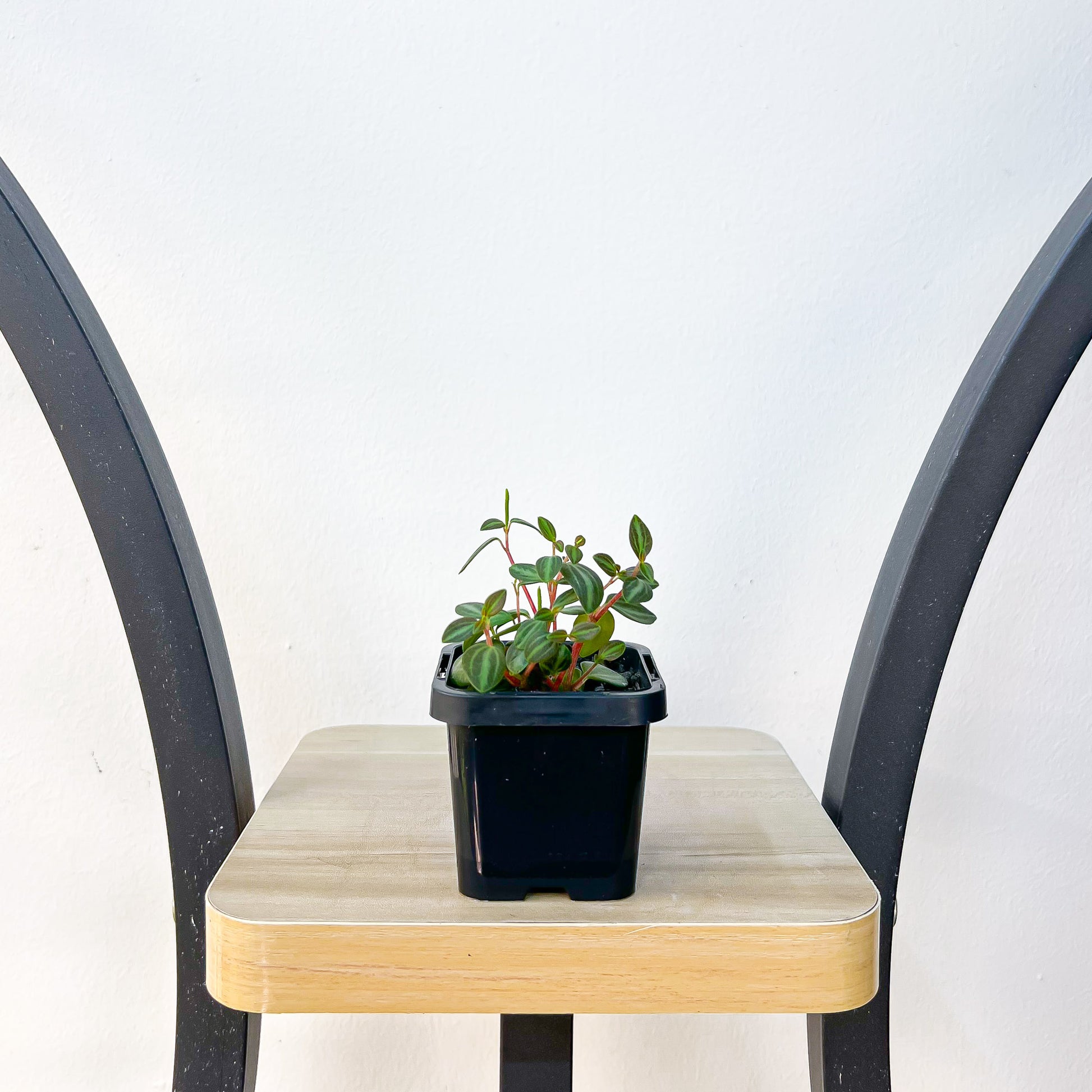 Peperomia Xanadu | The Plant Boys